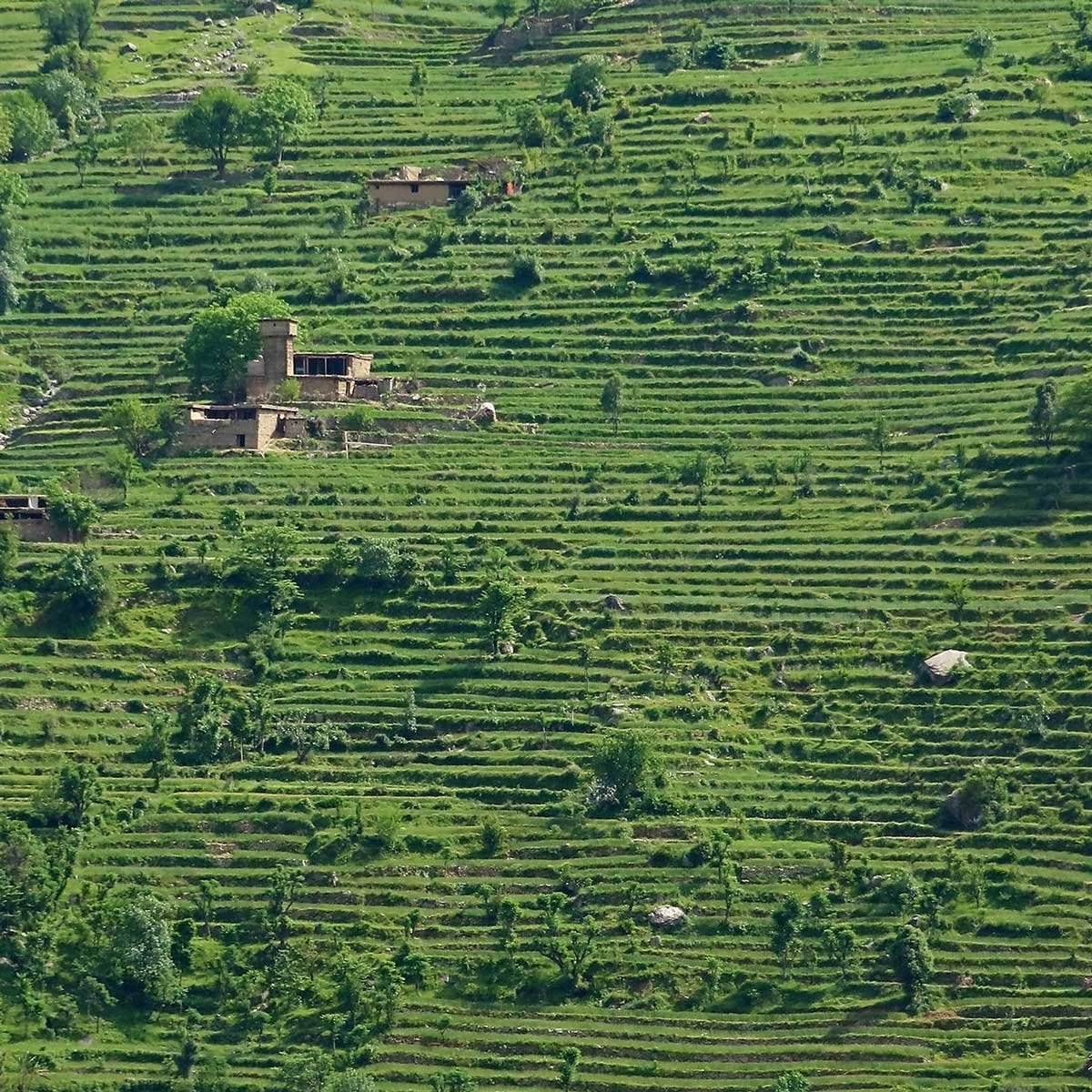 Деревья в Пакистане. Пакистан Кохистан. Дерево в Пакистане фото. Kohistan.