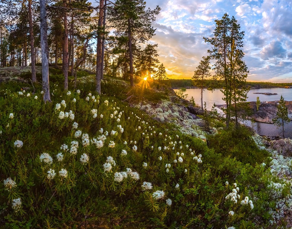 Растительный мир финляндии