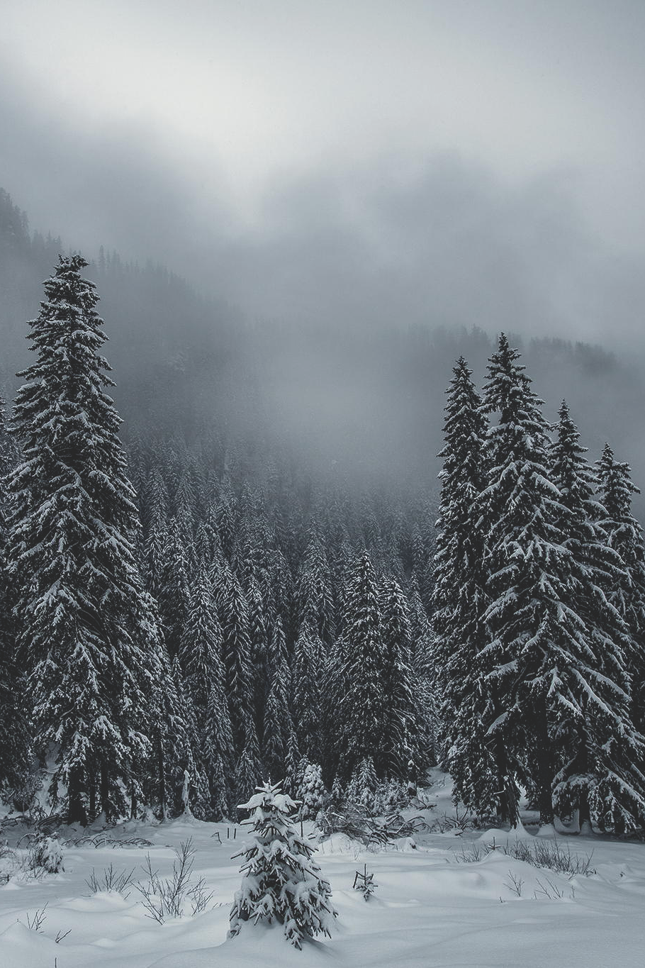 Холодный лес румыния