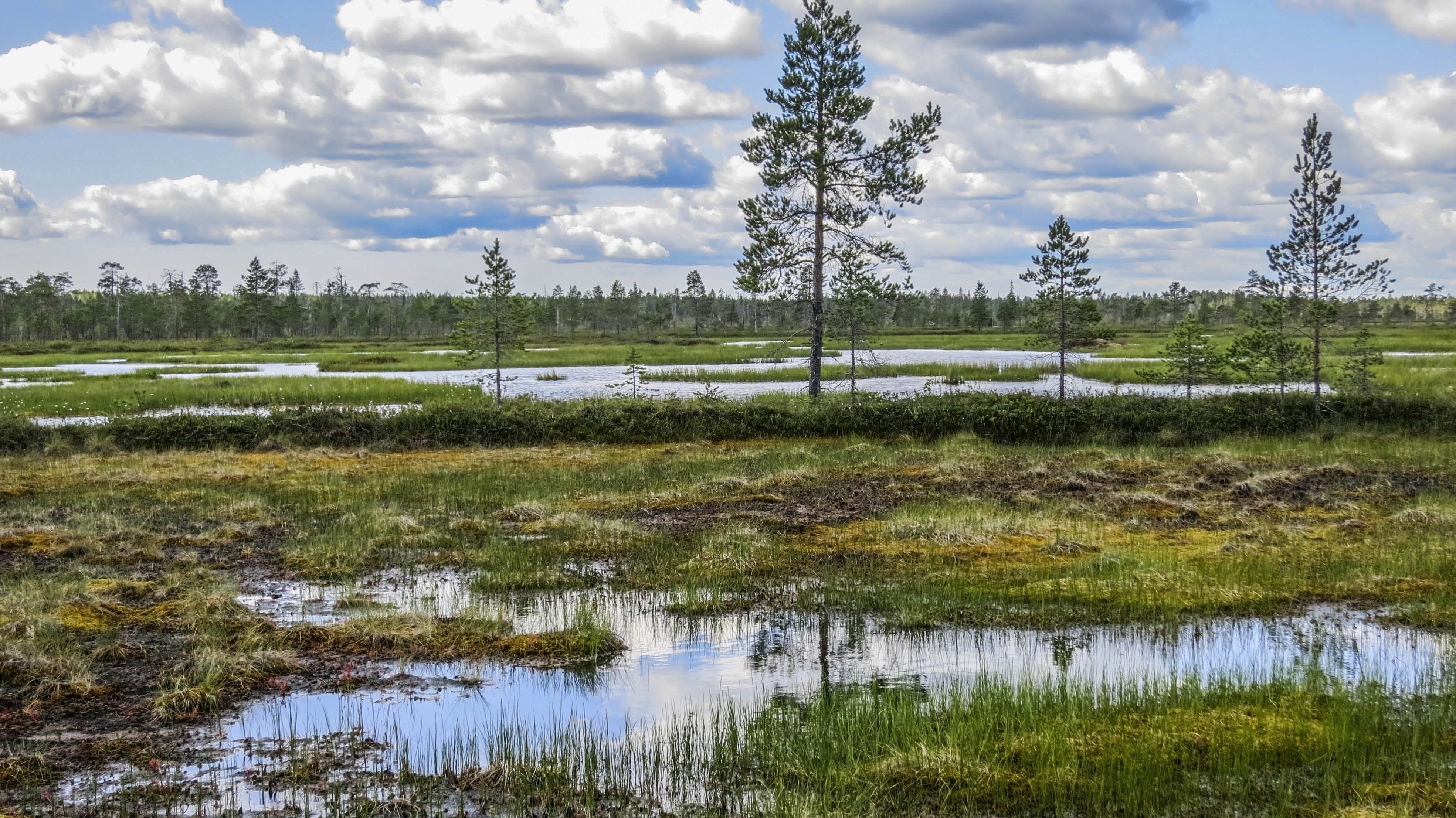 Природное образование болото. Болота Финляндии. Верховое болото. Низинные торфяные болота. Гусевское болото Мещера.
