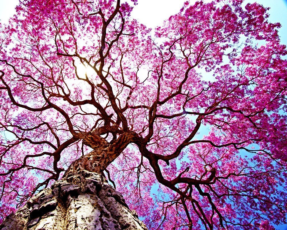 Дерево в китае с розовыми цветами