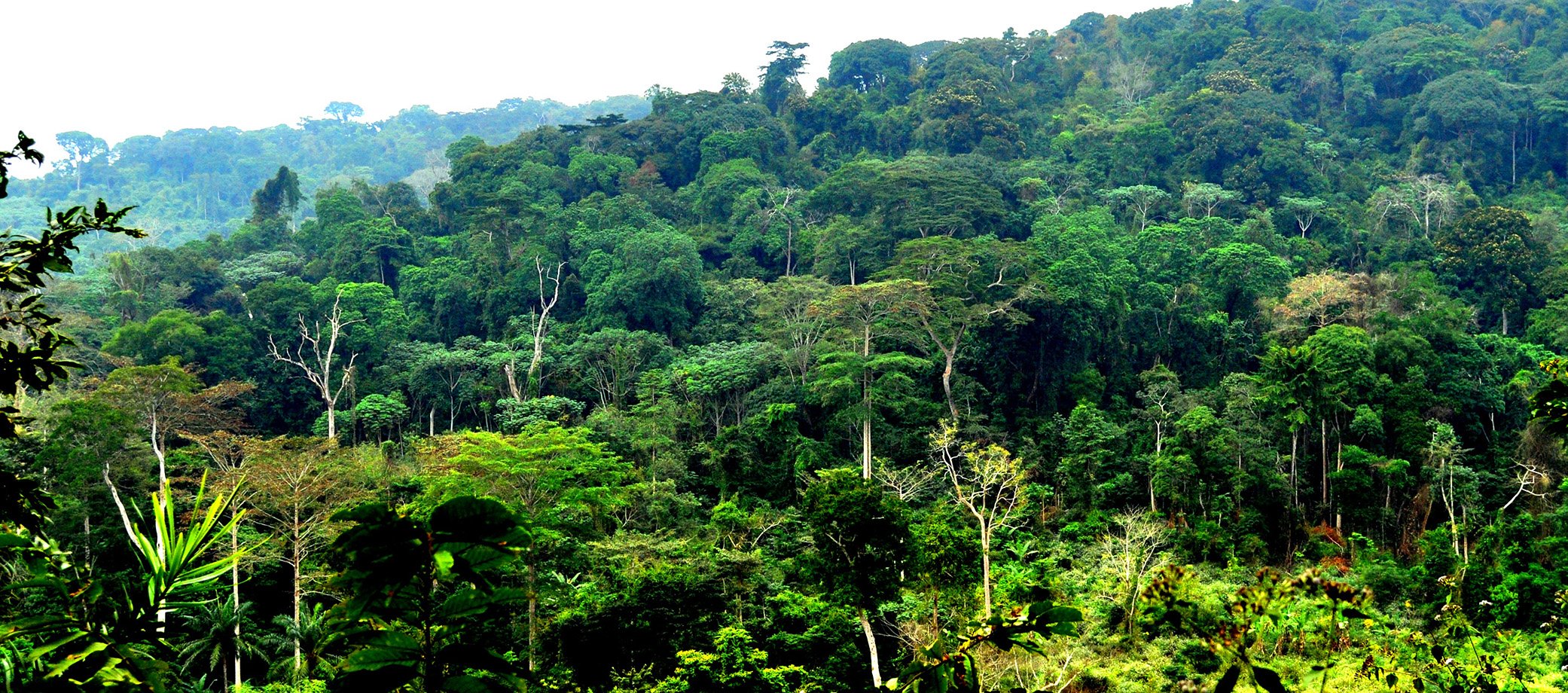 Экваториальная гвинея камбоджа. Тропические леса Конго. Тропические леса центральной Африки. Экваториальные джунгли Конго.