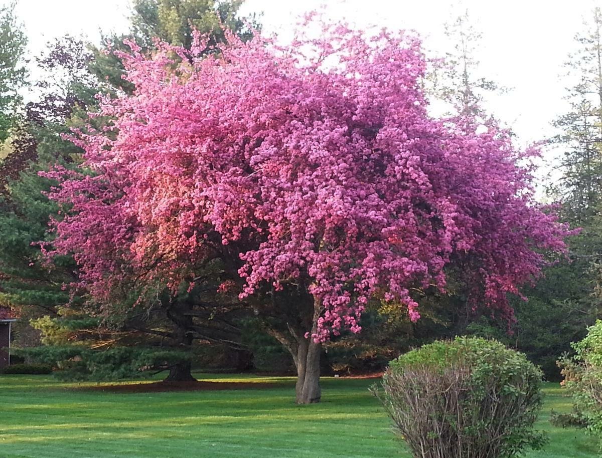 Дерево в германии с розовыми цветами