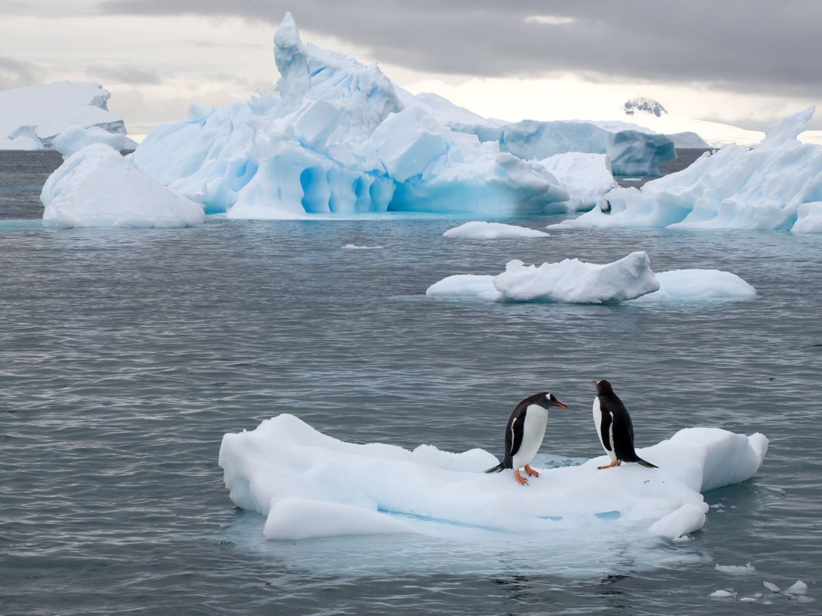 Какое влияние оказывает антарктида на природу