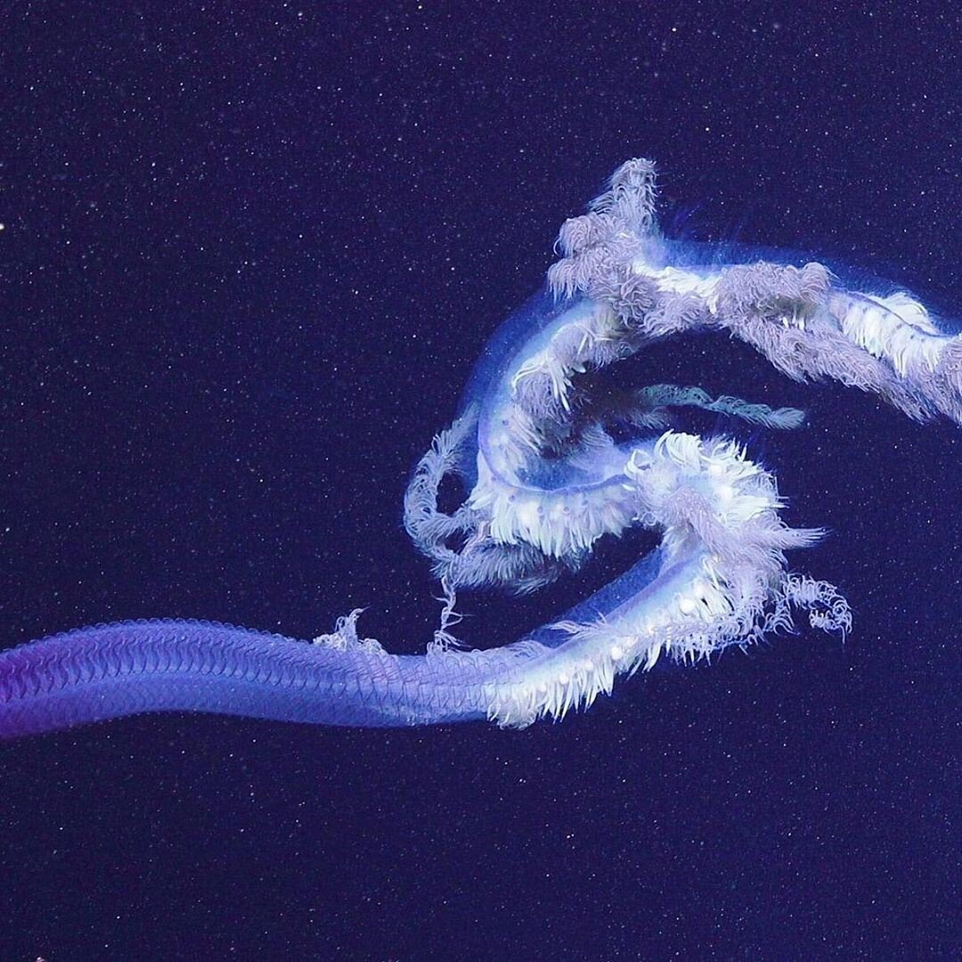 Море живое существо. Сифонофора Apolemia. Медуза сифонофора. Гигантская медуза сифонофора. Сифонофора 46 метров.