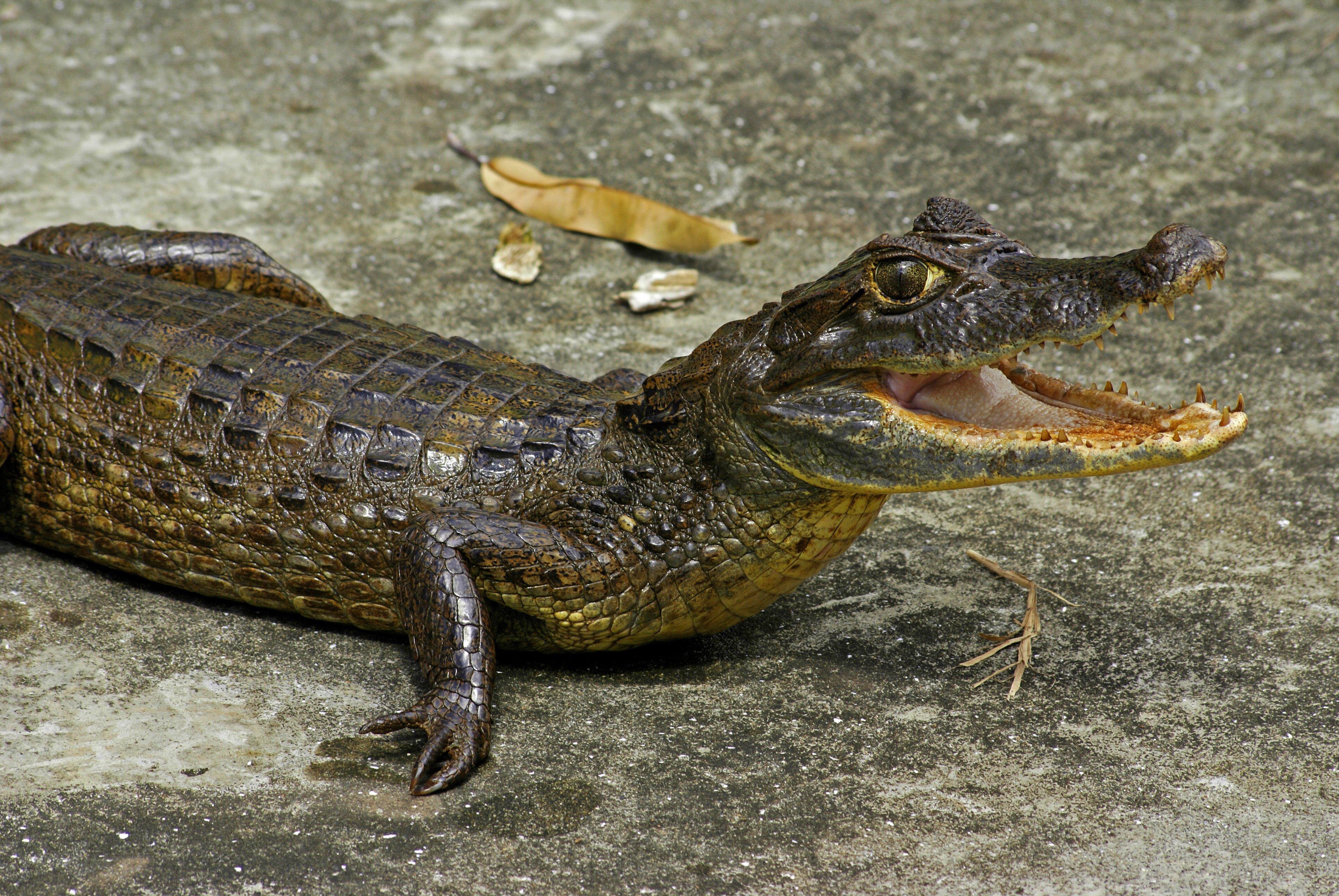 Крокодил это пресмыкающееся животное. Очковый Кайман. Крокодиловый Кайман. Крокодиловый Кайман Caiman crocodilus. Кайман Южной Америки.