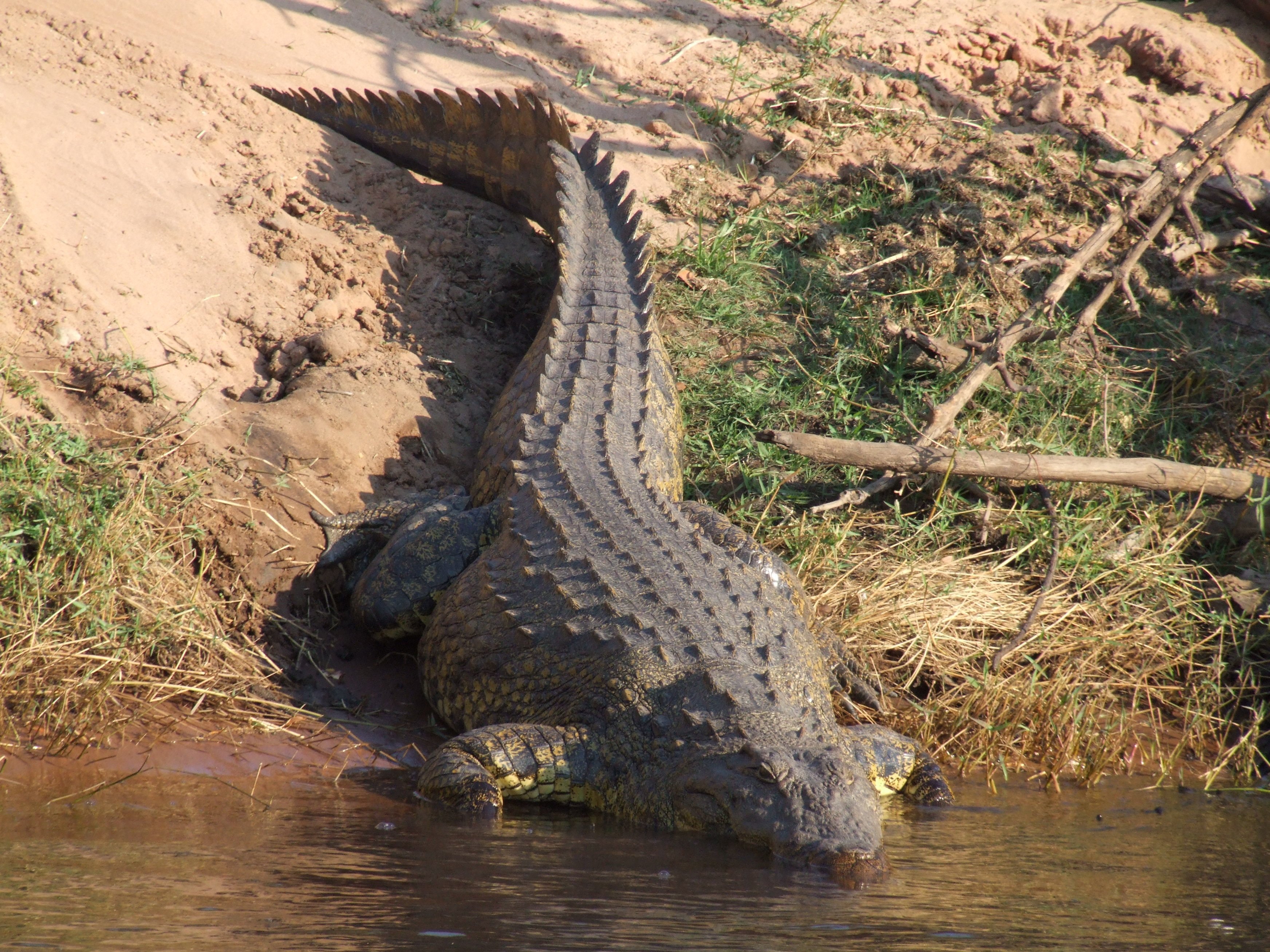Крокодил живет в африке. Нильский крокодил. Нильский Аллигатор. Африка Нильский крокодил. Египетский Нильский крокодил.