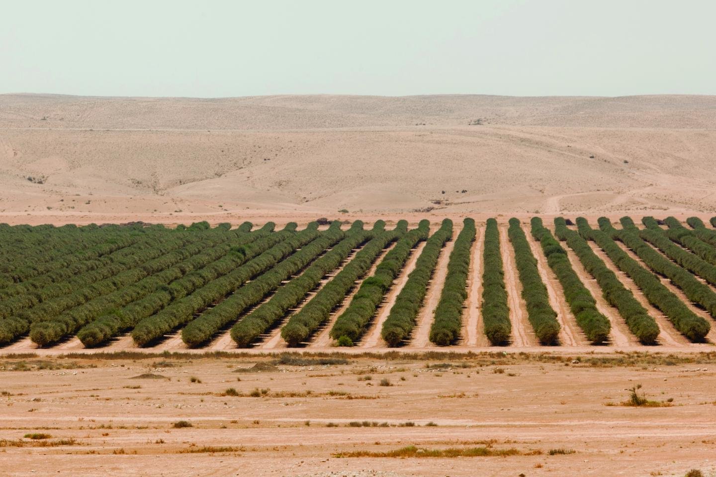 Сельское хозяйство саудовской аравии. Эль-Джауф (Саудовская Аравия). Озеленение пустыни в Израиле. Саудовская Аравия поливные поля.