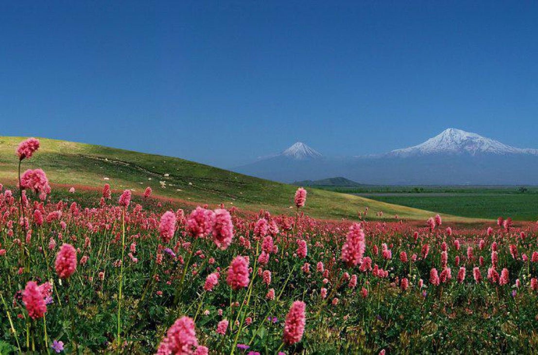 Цветы армении