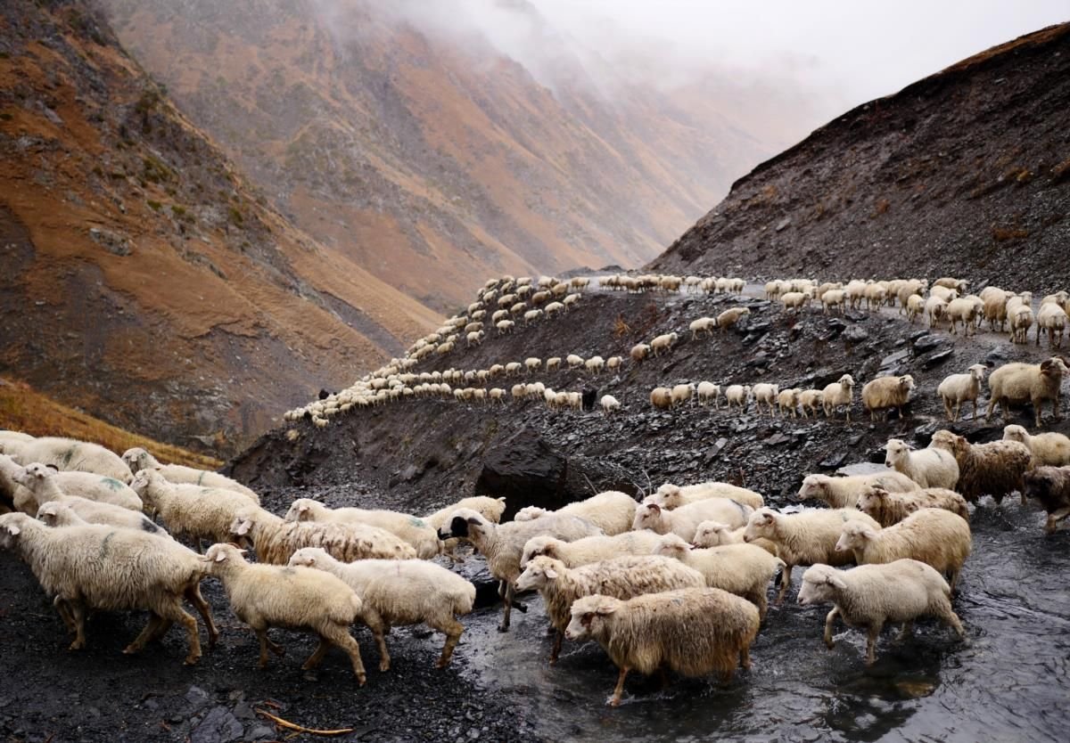 Овцы грузии