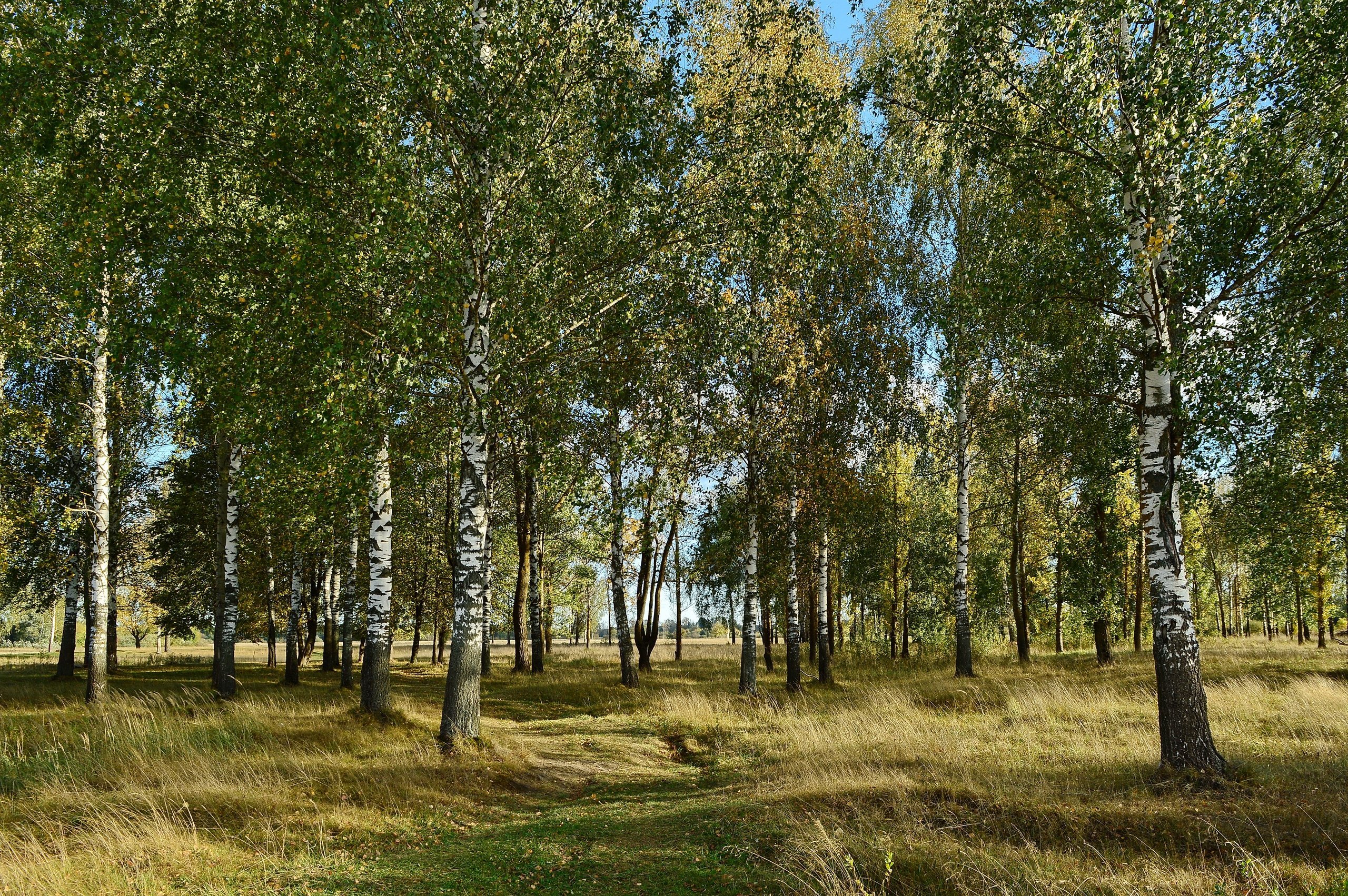 Березы роща. Березовая роща Омск. Березовая роща Ярославль. Березовая роща Иркутск. Шигонский район Березовая роща.