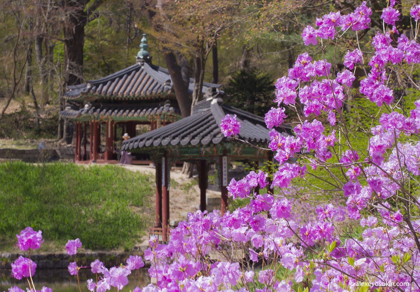Сад релакс музыка. Южная Корея Кенджу рододендрон. Парк Азалии Китай. Рододендрон в Китае. Цветение Азалии в Японии.