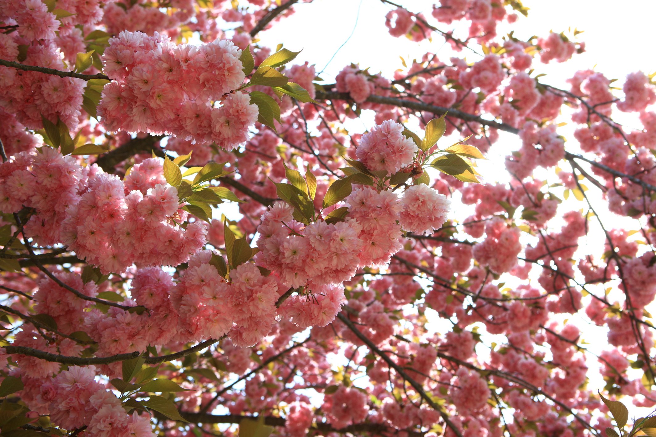 Сеул Южная Корея Cherry Blossom