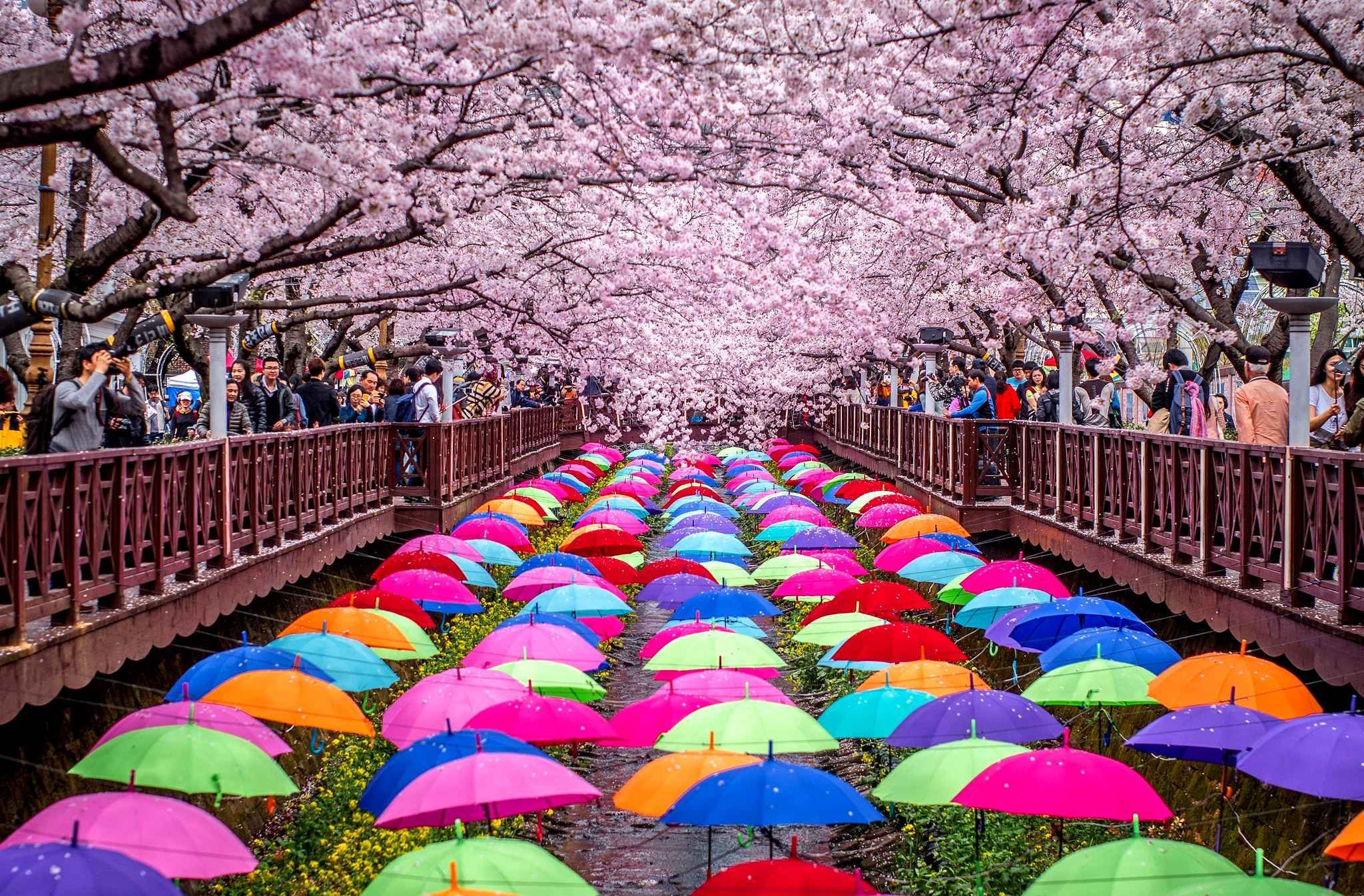 South japan. Корея черри блоссом. Сеул Южная Корея Сакура. Сеул Южная Корея цветение Сакуры. Цветение Сакуры в Корее.