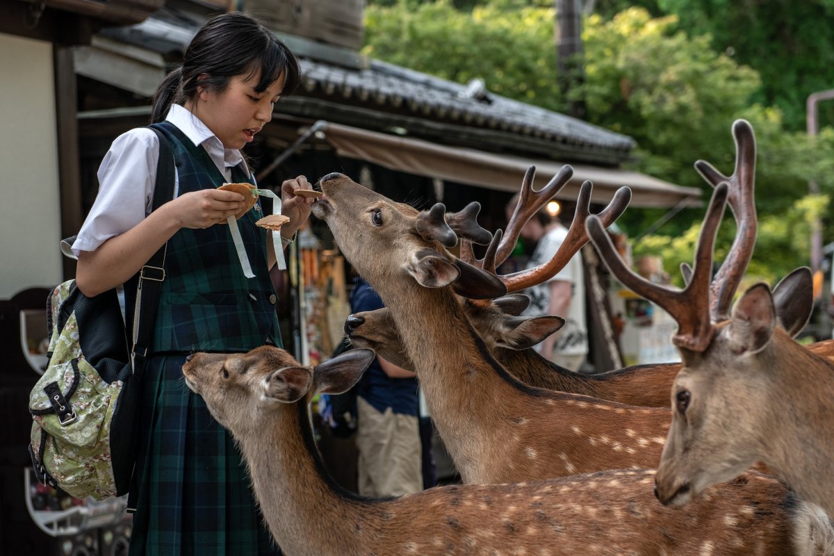 Где живет нара. Парк оленей Нара Япония. Город Нара в Японии парк с оленями. Город Нара (остров Хонсю, Префектура Нара). В японском городе Нара олени.