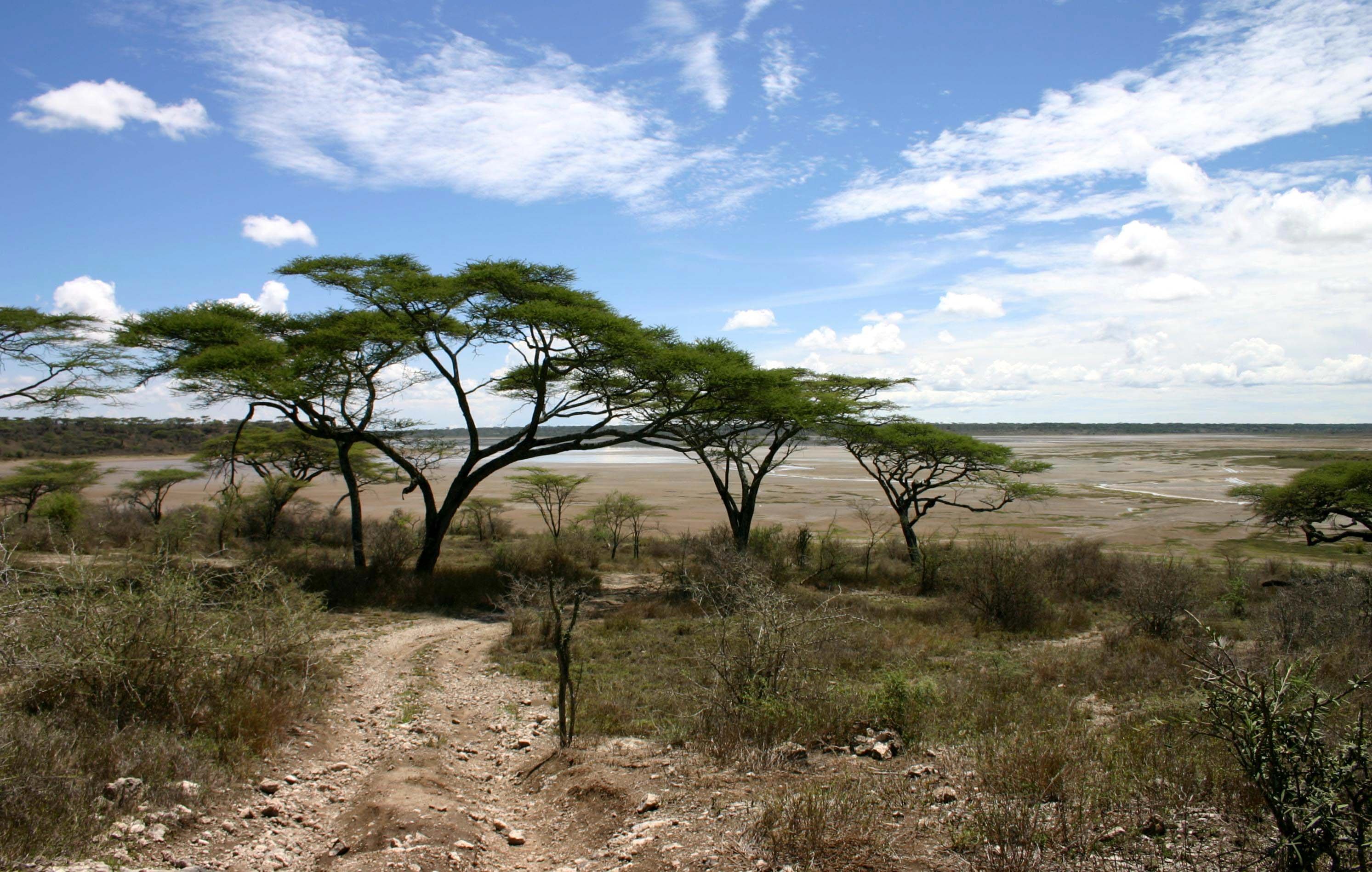 Саванны и редколесья занимают обширные равнины африки. Акация в Сомали. Акация Южной Америки. Зонтичная Акация в Африке. Эвкалиптовое Редколесье Австралия.