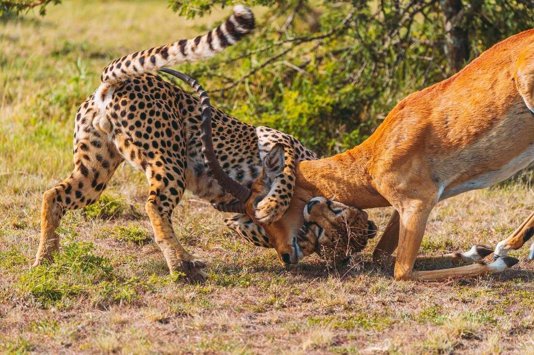African Pool Kenia