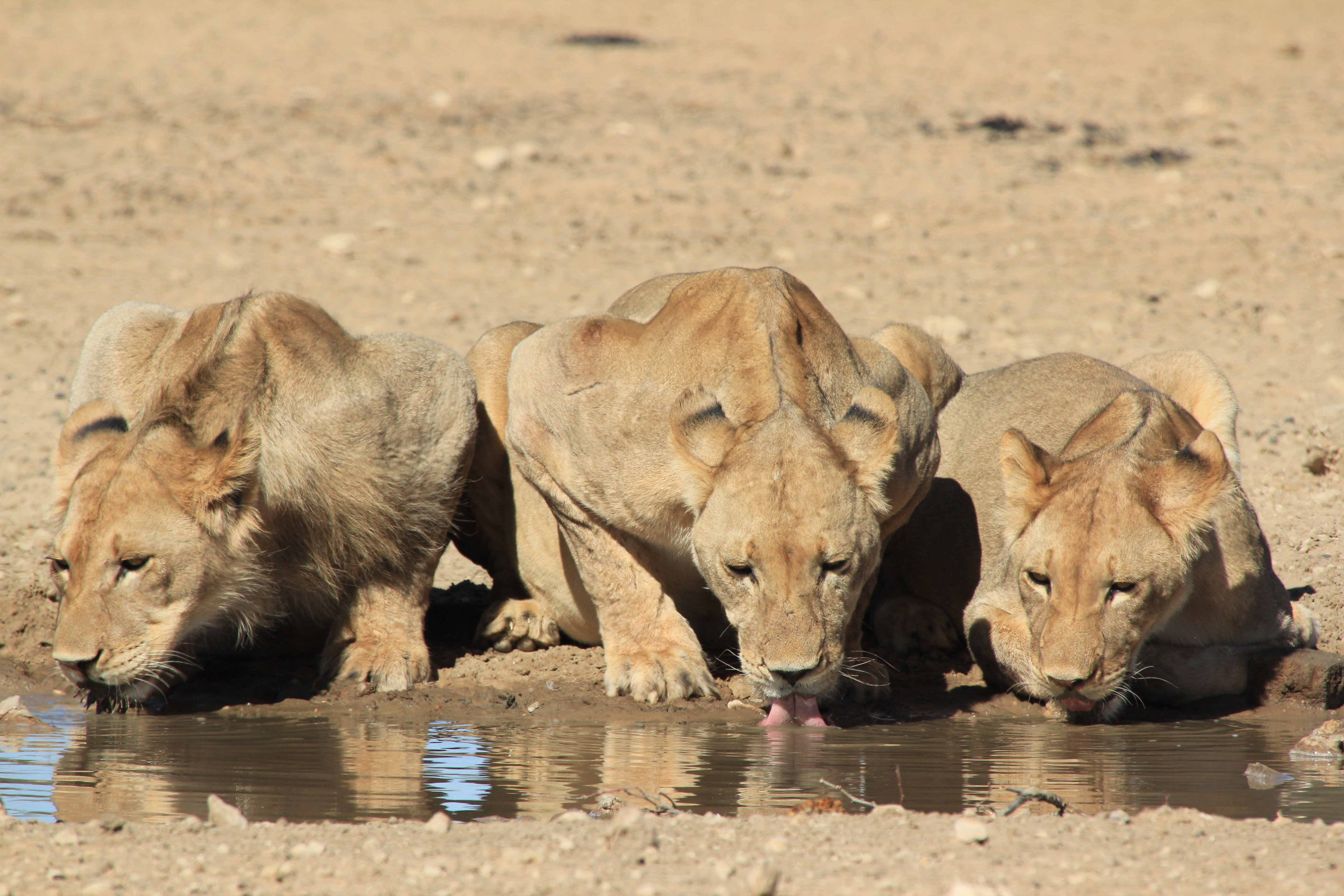 Wildlife in danger. Сафари Африка львицы. Водопой животных. Животные на водопое. Водопой в Африке.