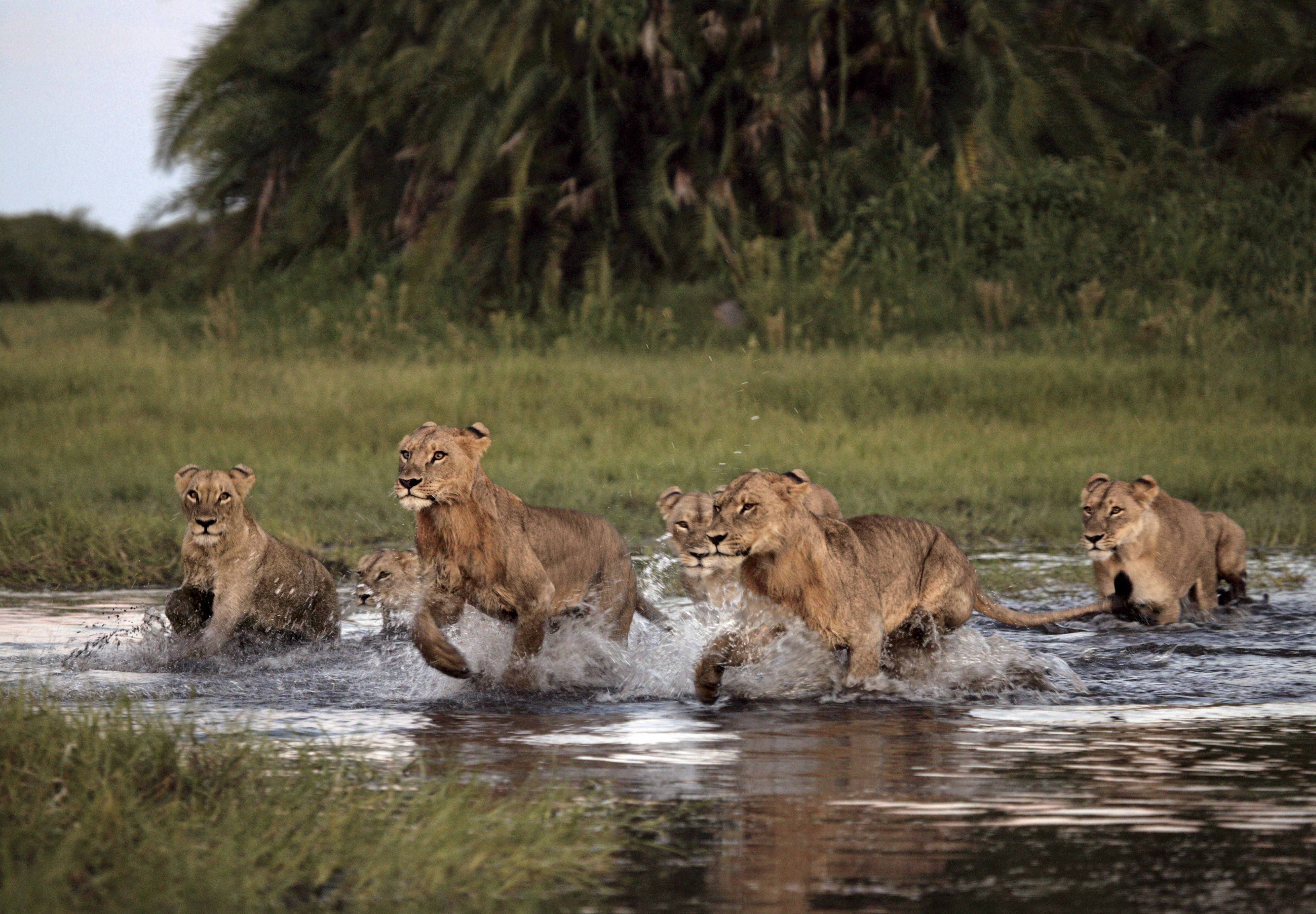 Дикие удовольствия. Прайд Львов в Ботсване. Львы в дикой природе. Львиный Прайд в дикой природе. Лев в природе.