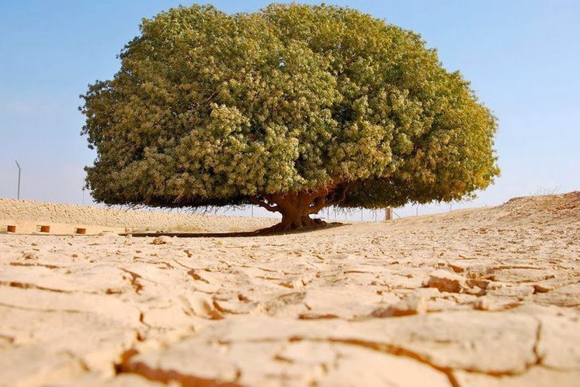 Деревья ливии