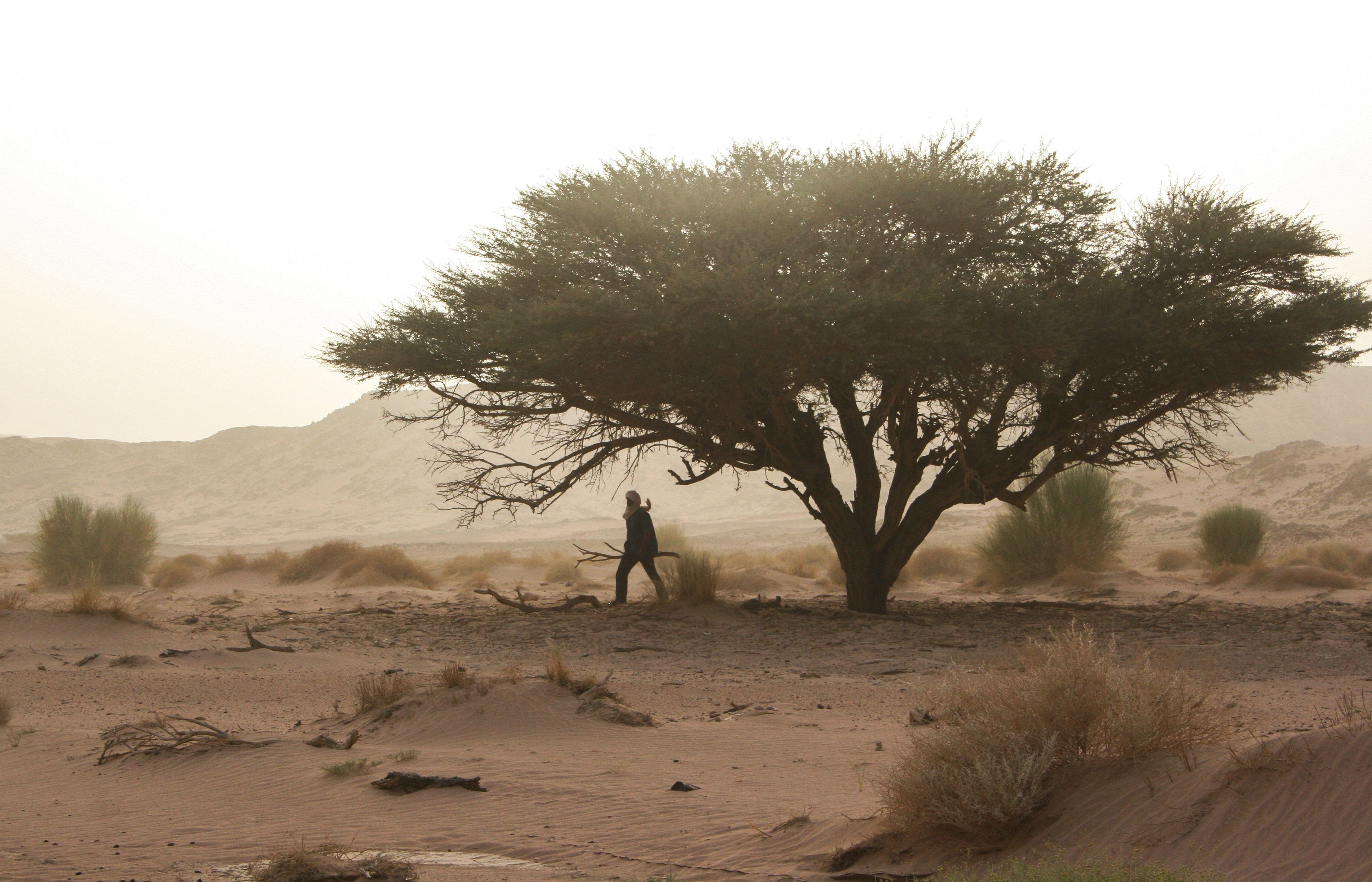 Деревья оазиса. Тамаринд дерево в пустыне. Растительный мир Алжира. Растения Алжира.