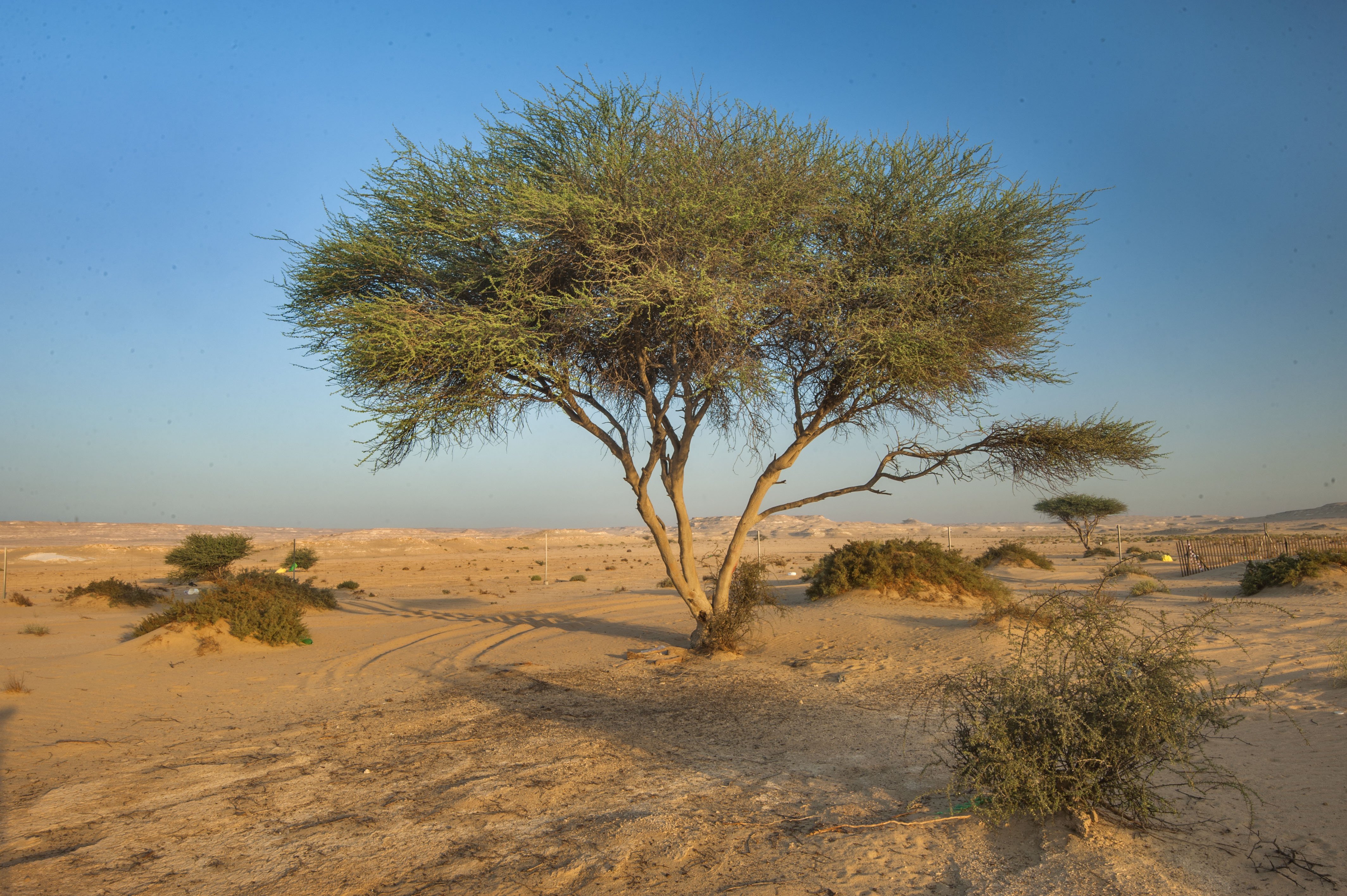 Деревья оазиса. Песчаная Акация растение пустыни. Саксаул растение пустыни. Пустыни и полупустыни саксаул.
