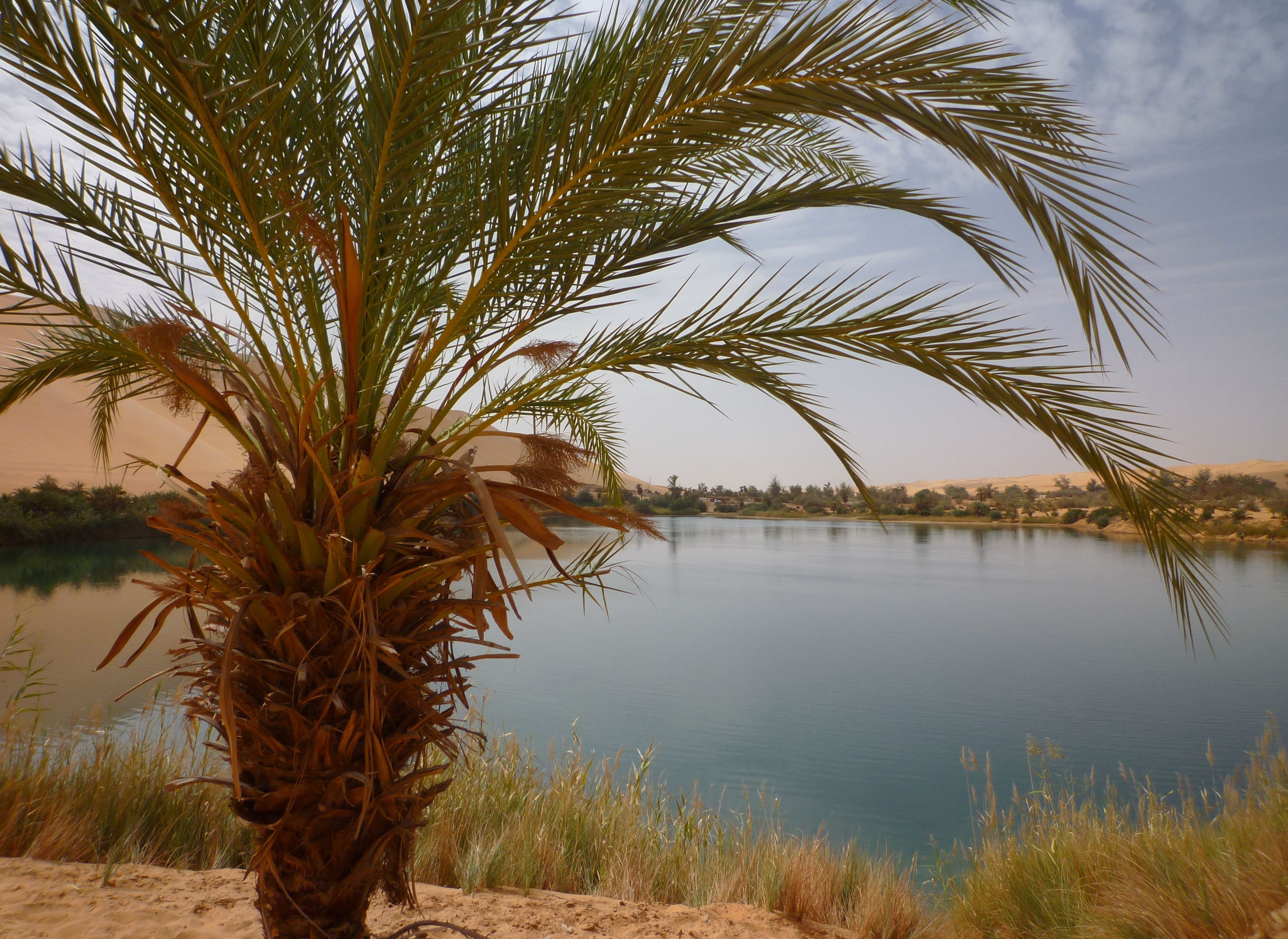 Деревья оазиса. Оазис Габерун. Сабха Ливия. Оазис в Ливии. Сабха озеро.