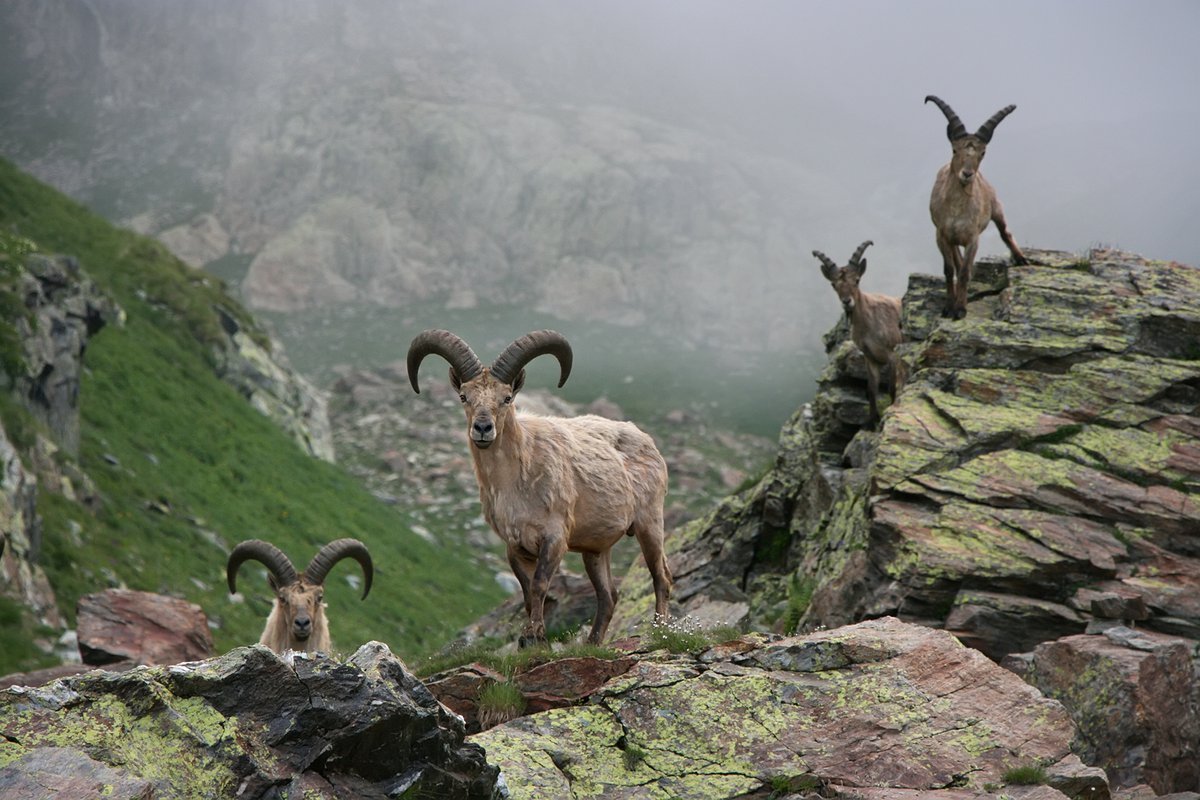 Животный мир таджикистана