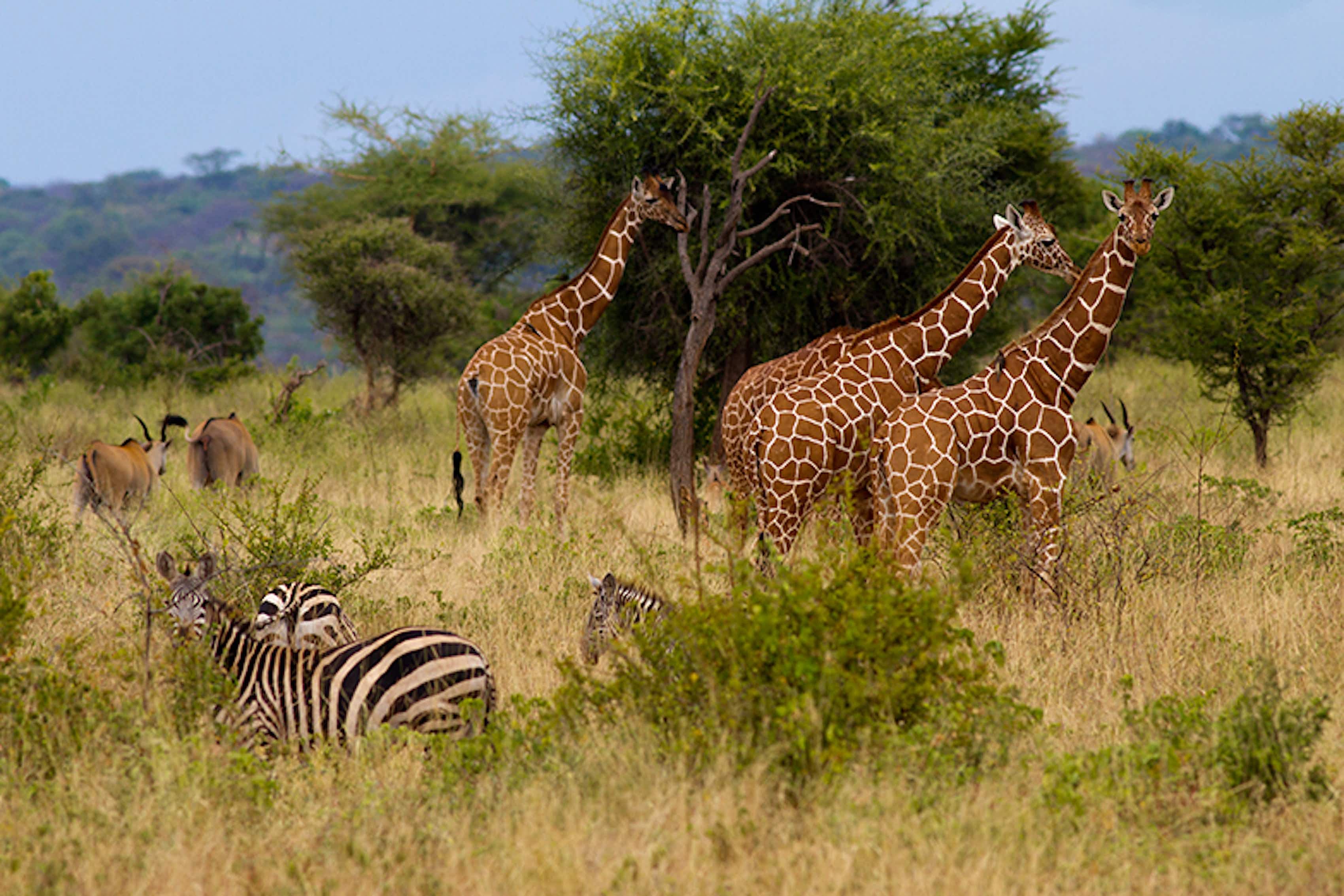 Национальный парк каким названием есть в африке. Национальный парк Найроби Кения. Кения парк сафари Найроби. Национальный парк Серенгети.
