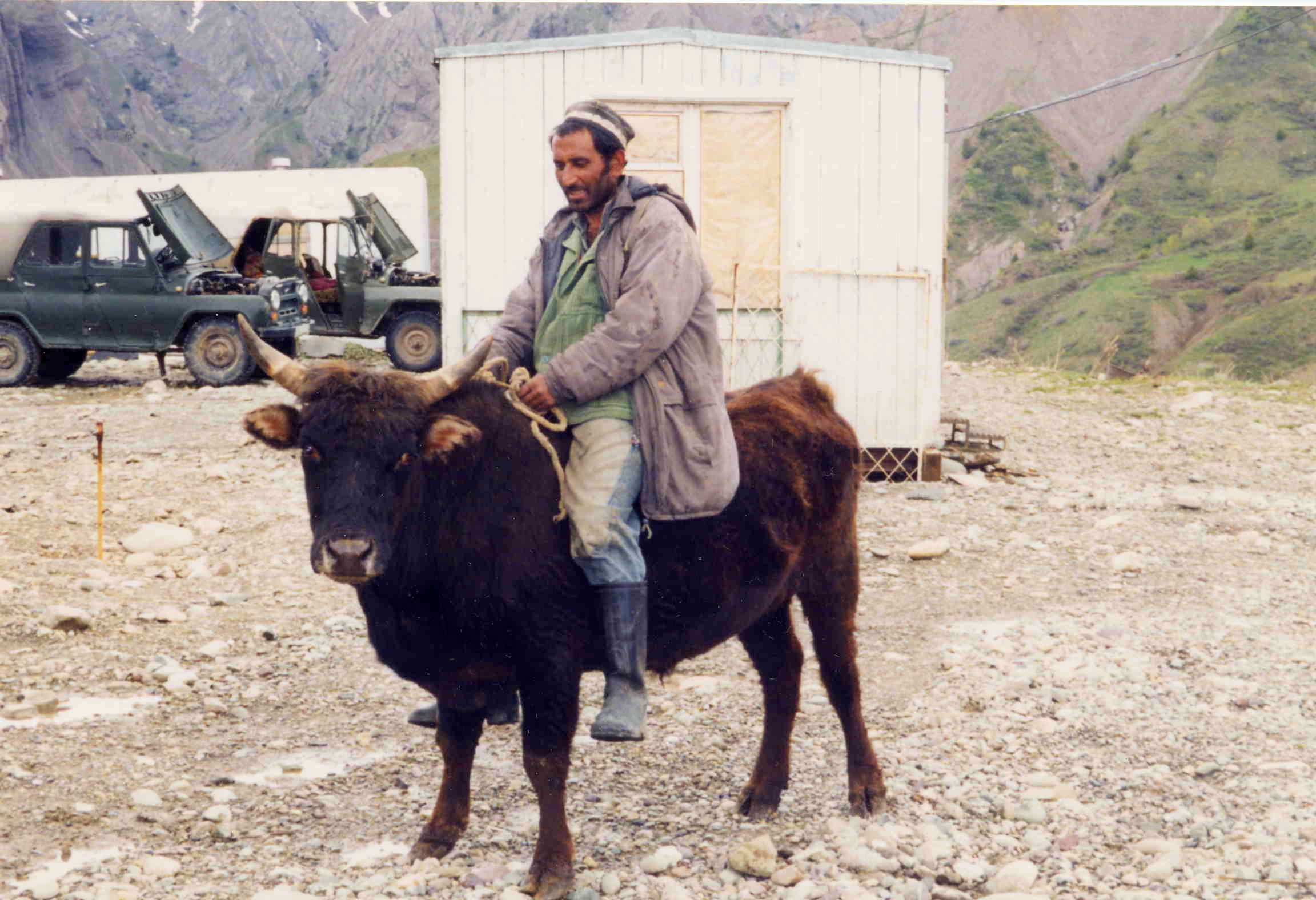 Таджикский ответ. Таджикистан Кишалах коровв. Корова в Таджикистане. Корова таджик.