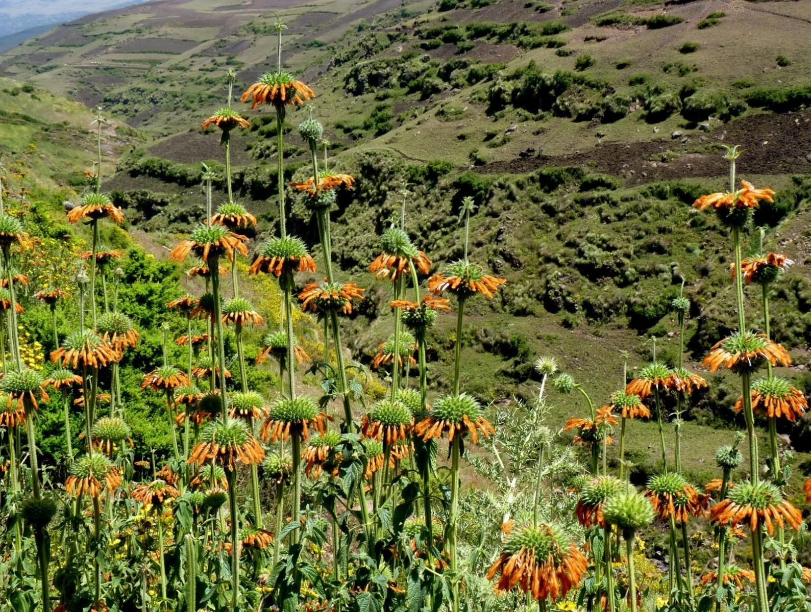 Растения восточной африки. Растения Эфиопии. Растительный мир Эфиопии.
