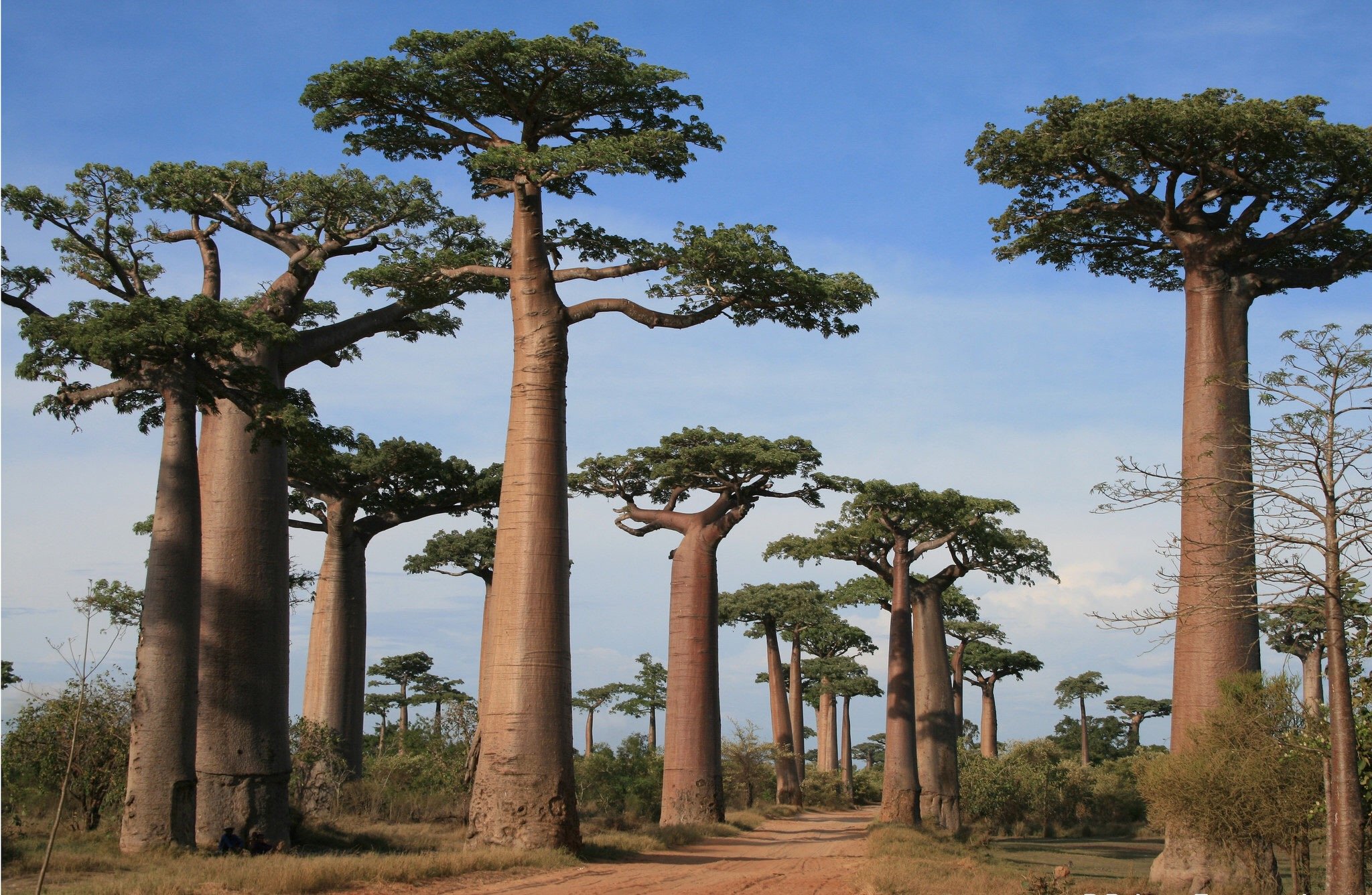Растения восточной африки. Адансония Мадагаскарская. Баобаб дерево. Баобаб (Адансония пальчатая. Баобаб в Африке.