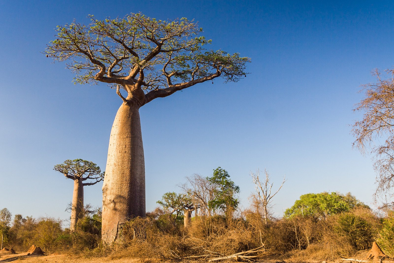 Дерево теплой страны. Баобаб бутылочное дерево. Баобаб (Адансония пальчатая. Баобаб в саванне Африки. Адансония пальчатая (баобаб пальчатый).