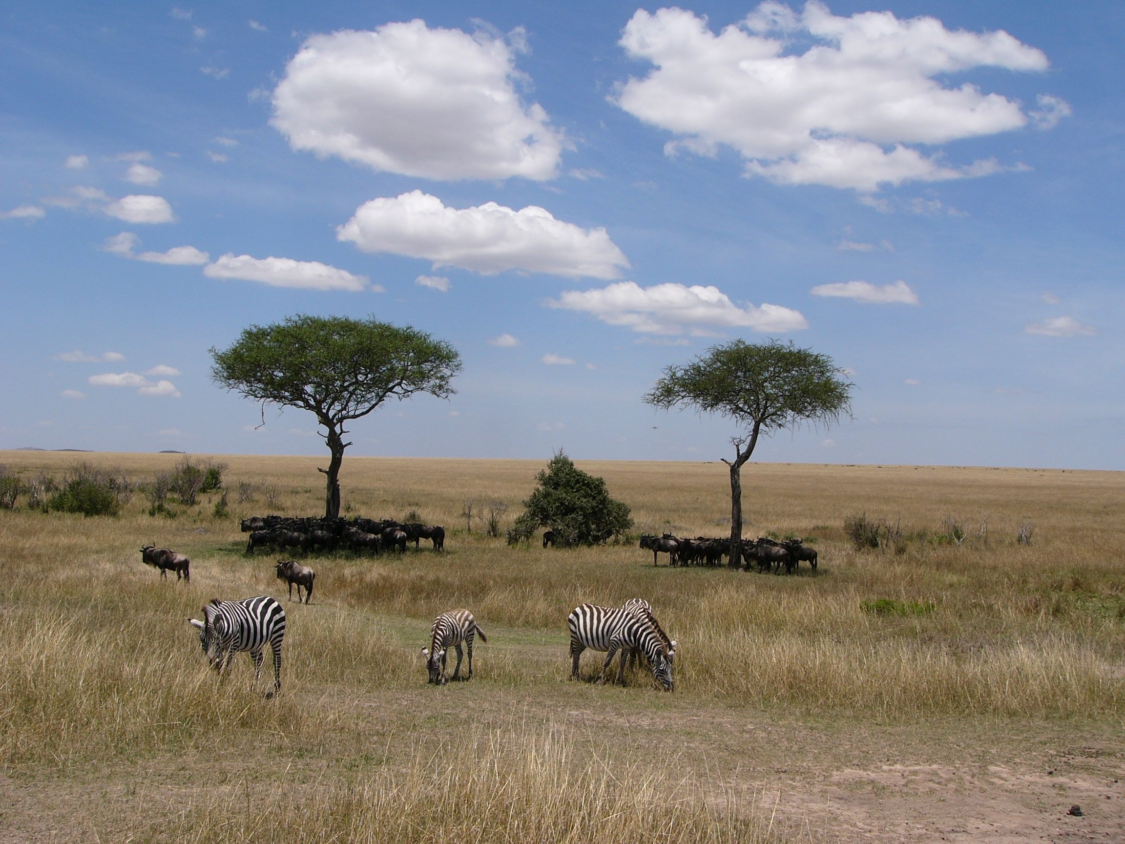 Саванны и редколесья занимают обширные равнины африки. Сафари в Африке. Саванны и редколесья Африки животные. Растения саванны и редколесья Африки. Африканская Саванна Ахтубинская степь.