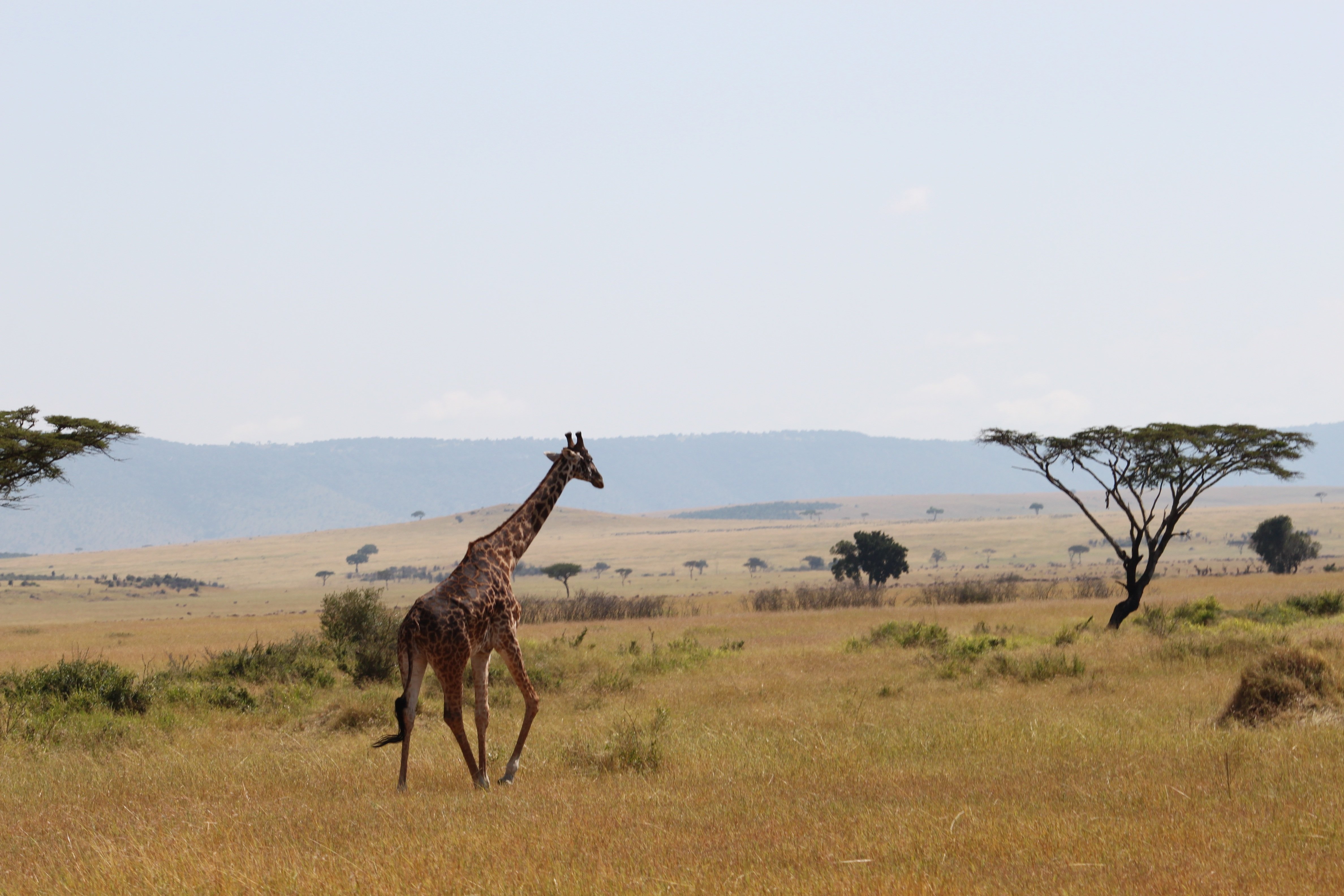 Саванна евразии. Саванна Серенгети Танзания. Парк Серенгети в Африке. Фантом Саванна. Жираф саванны Африки.