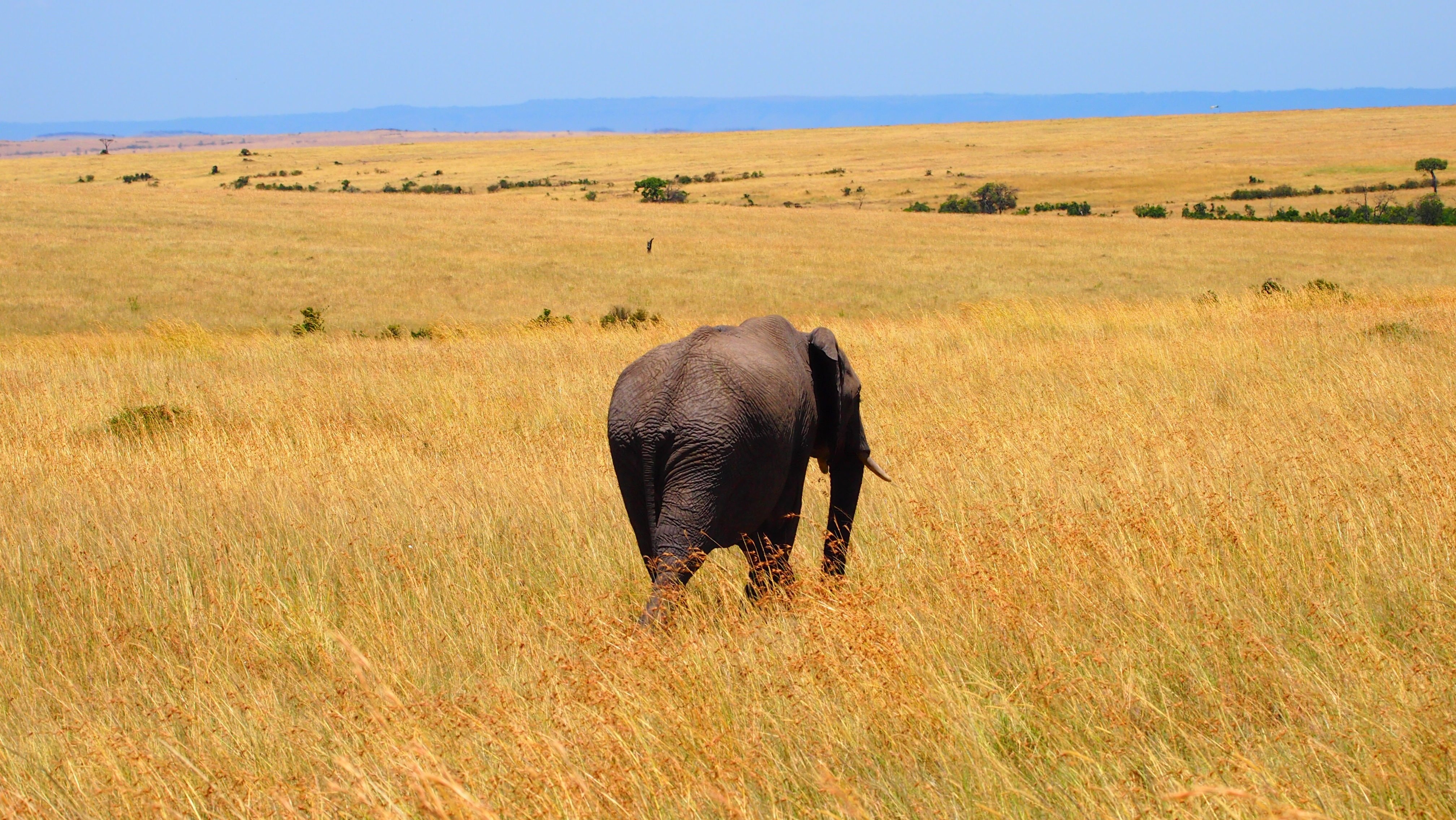 Занимает обширные равнины африки природная зона. Равнины Африки это саванны. Саванны Танзании. Африканская степь Саванна лньлм. Африка слоны Саванна.
