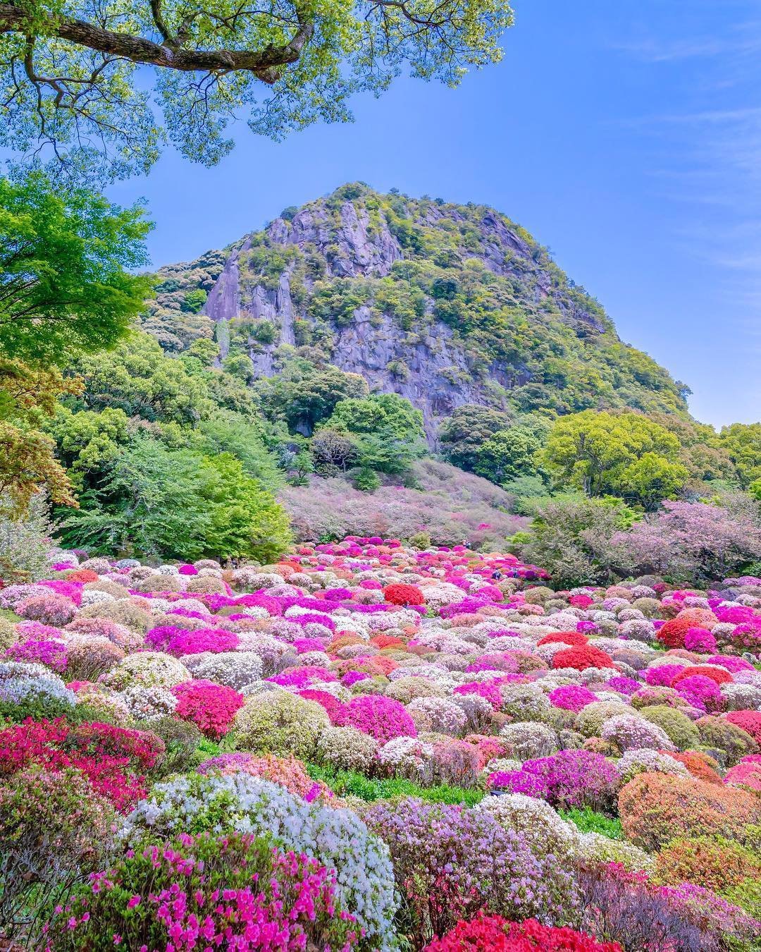 Цветет краса. Природа Японии. Красивые растения. Природа цветы. Очень красивые растения.
