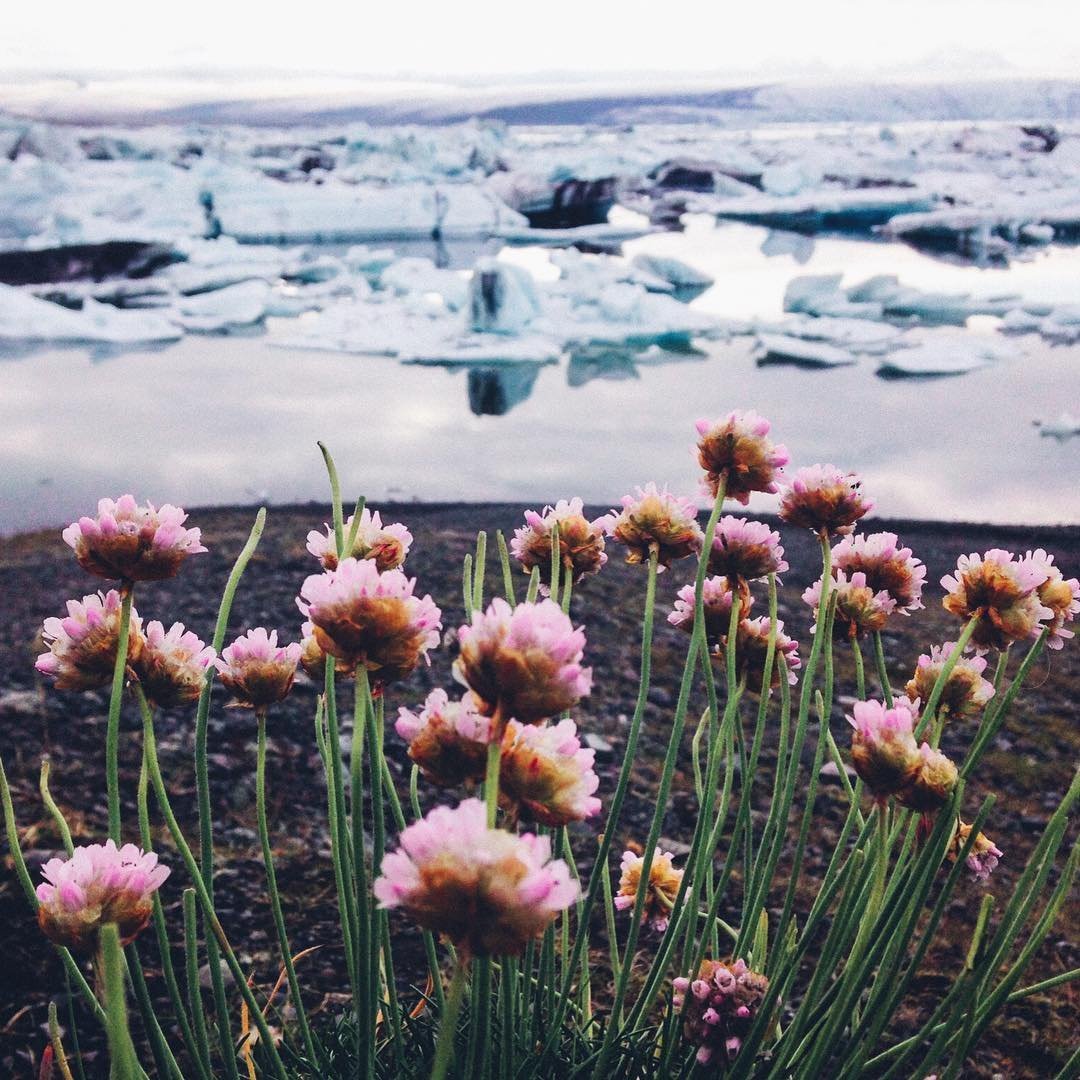 Растительный и животный мир исландии