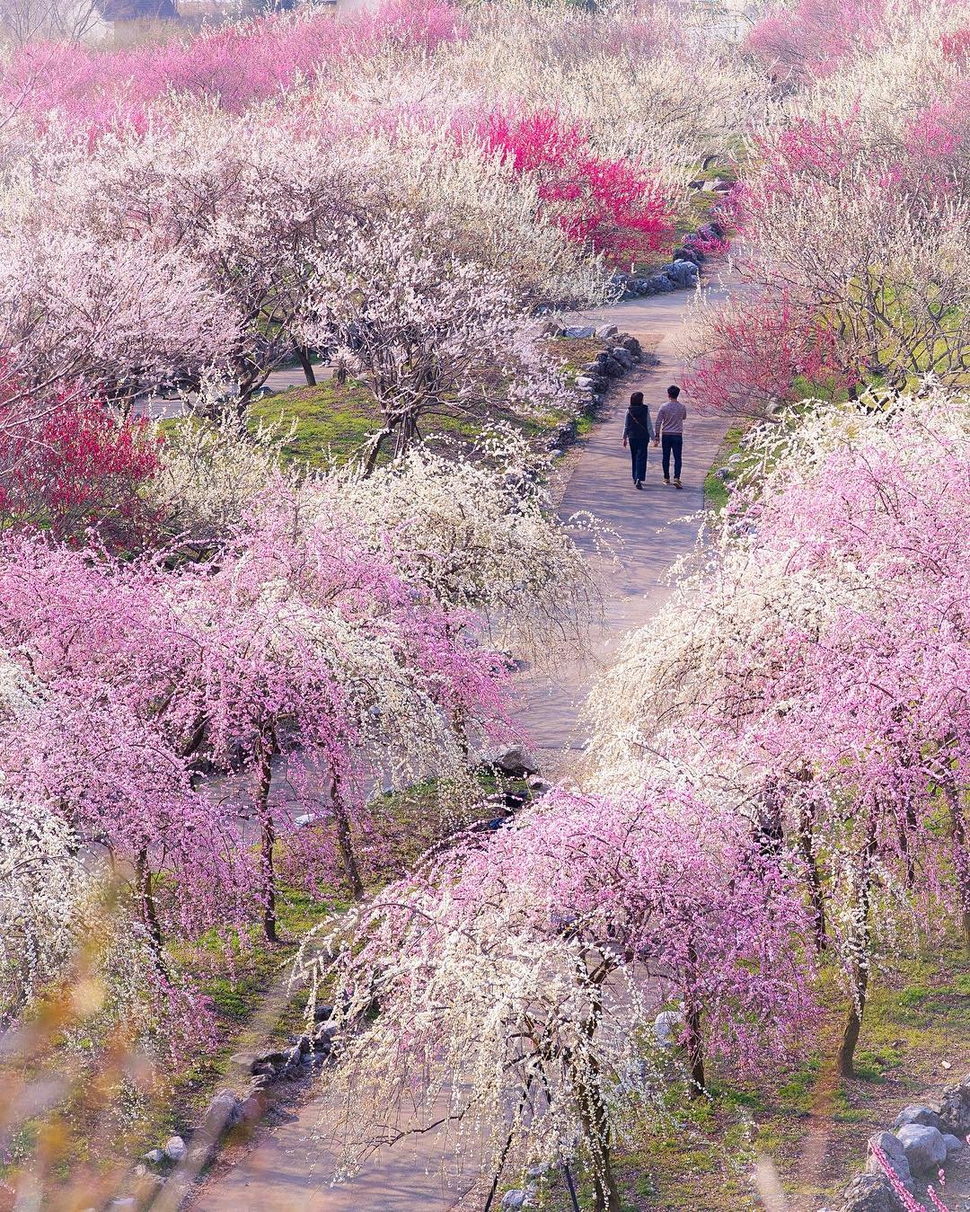 Япония цветущая сакура