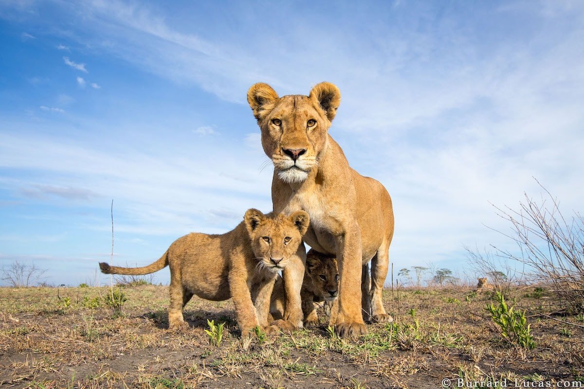 Animals interacting