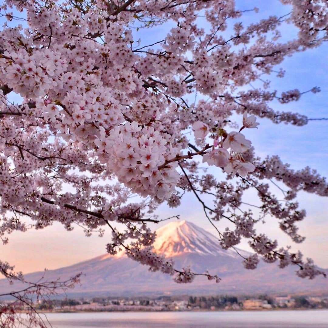 Япония весна сакура