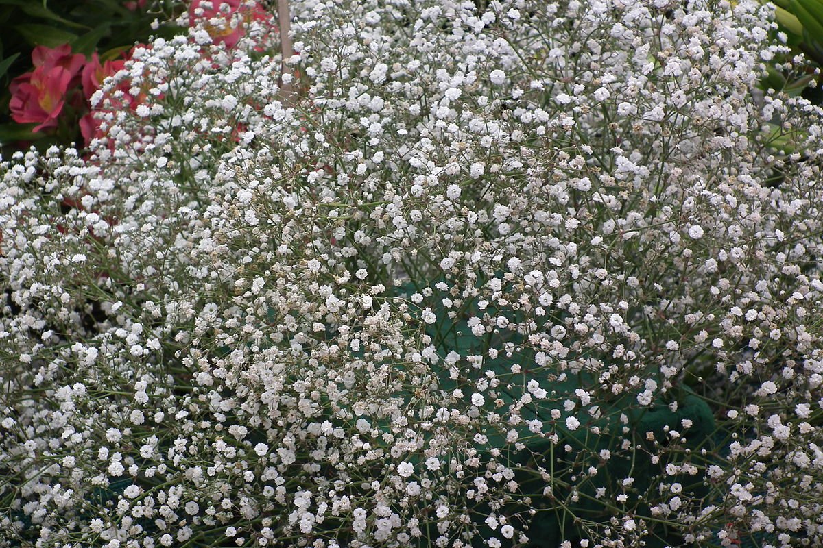 Белые мелкие цветы япония