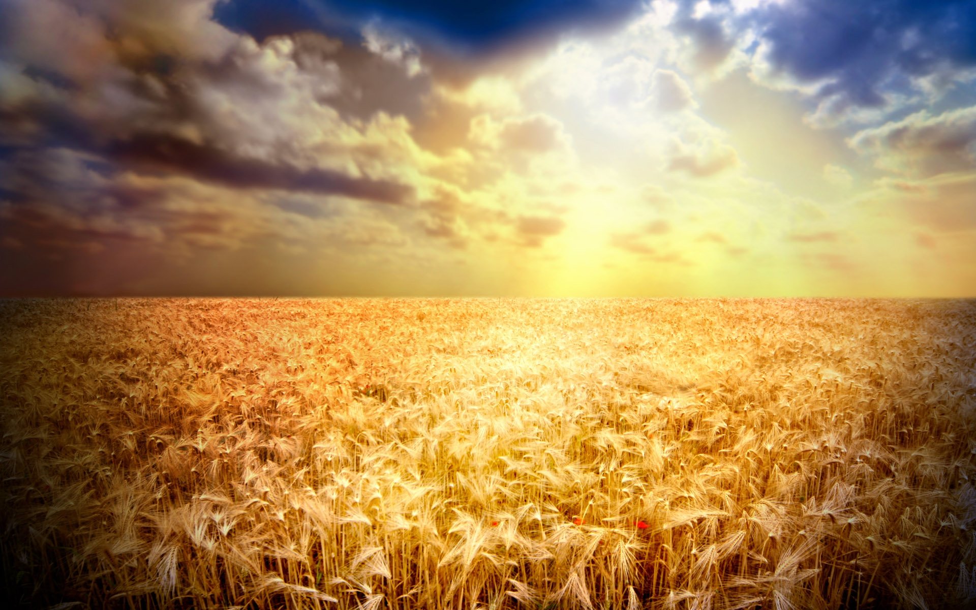 Пшеничный фон. Поле пшеницы. Пшеница фон. Поле солнце. Фон поле.