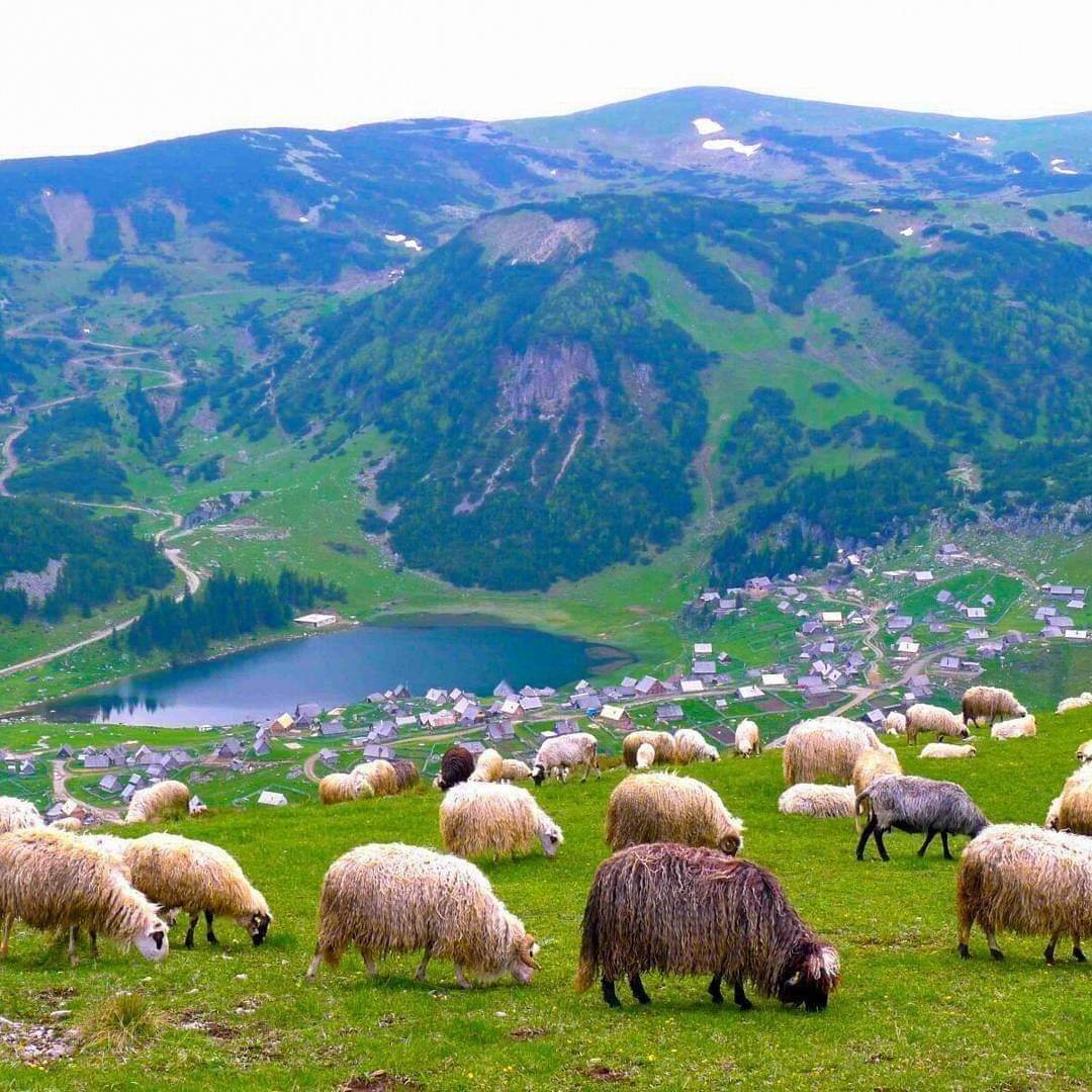 Барашки В Горах Фото