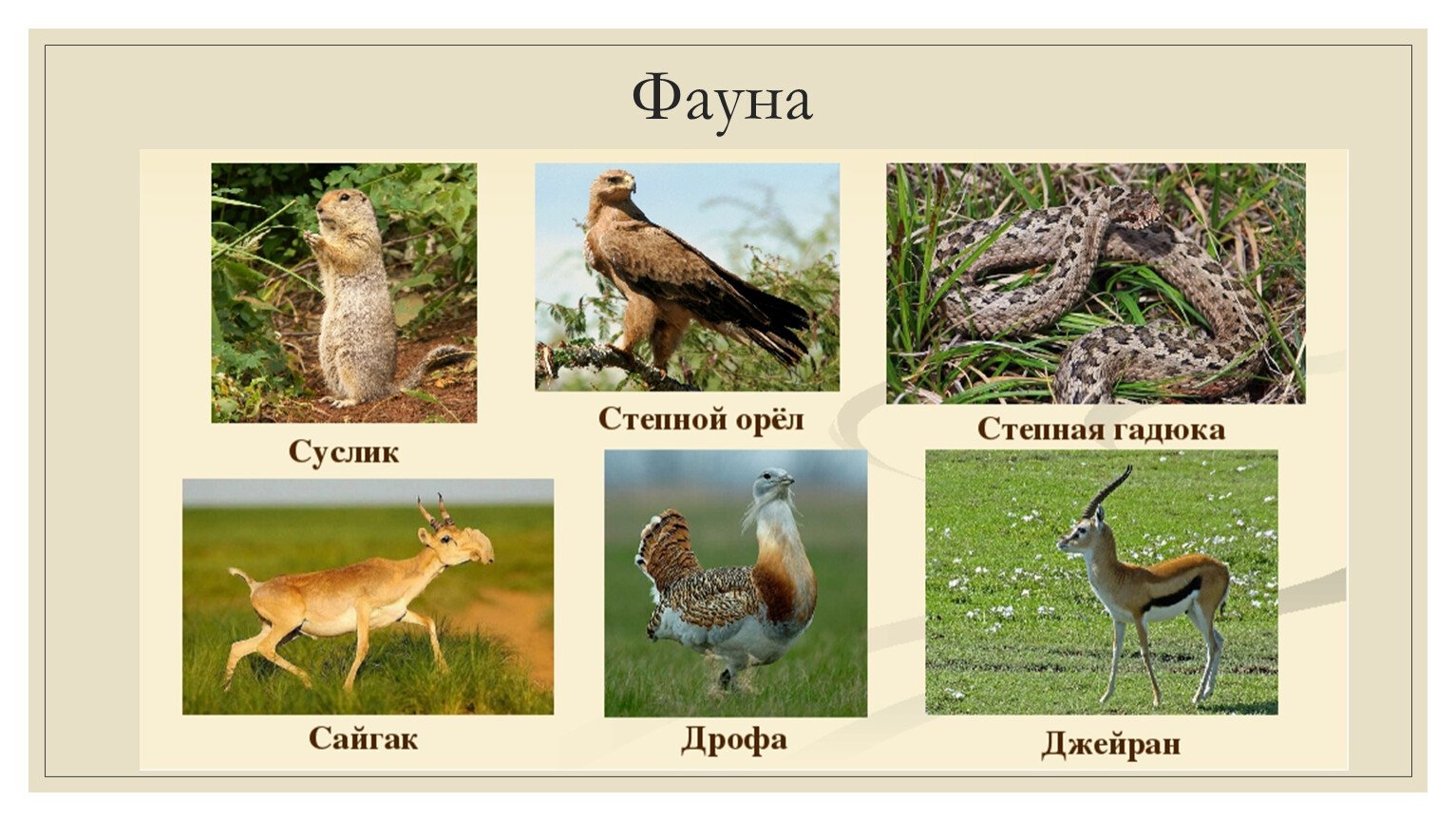 Живые организмы в степи. Животный мир Степной зоны России. Животные зоны степей. Растения и животные степи. Животные степекй.