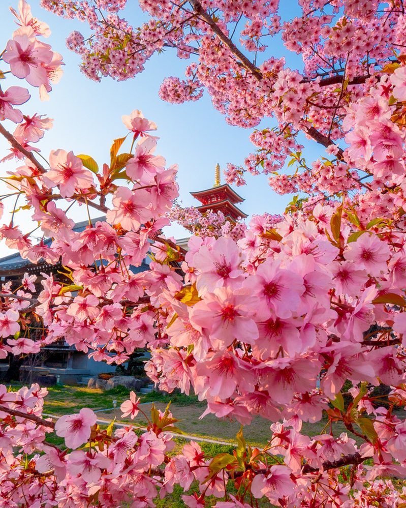 Цветущие деревья в японии