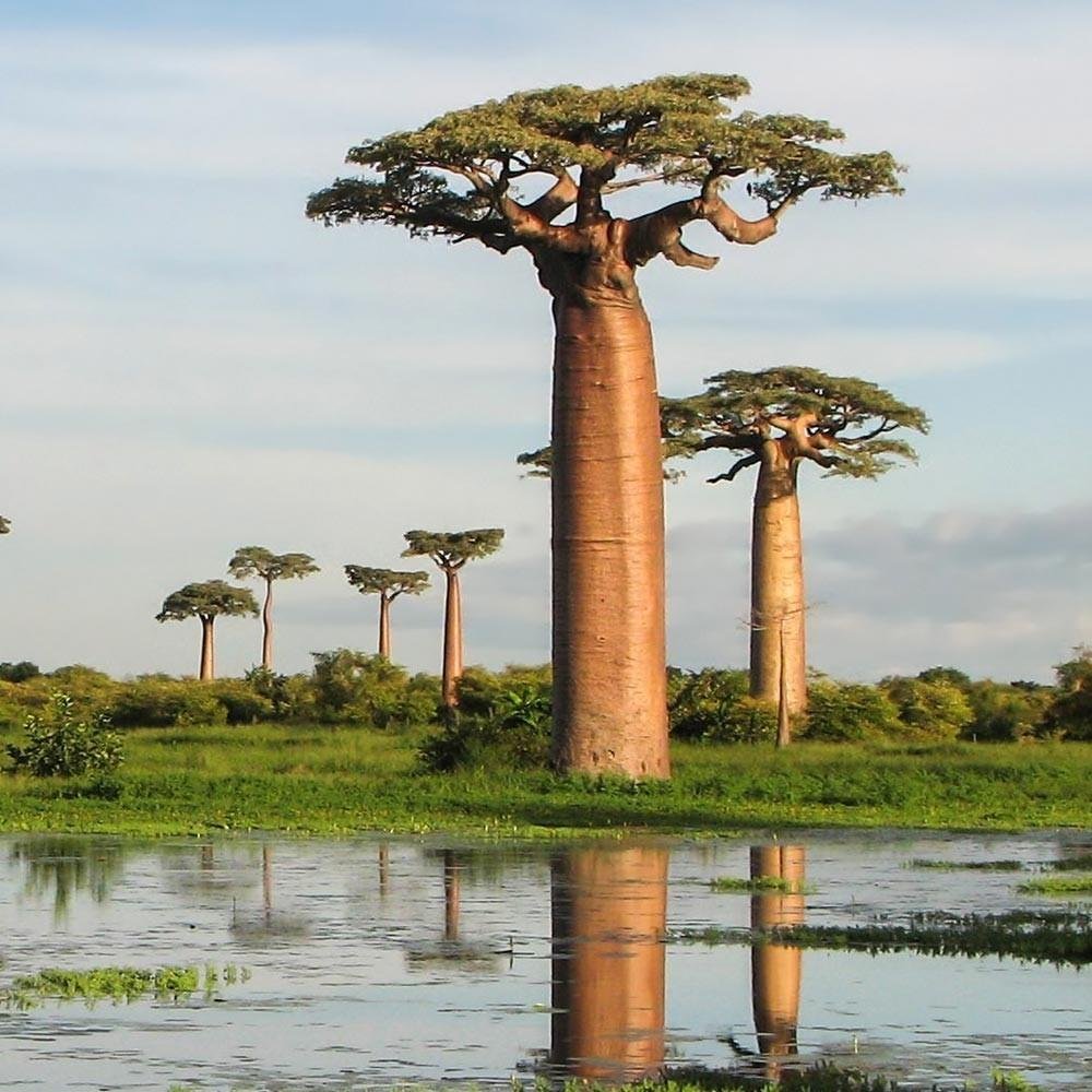 Самые известные растения африки