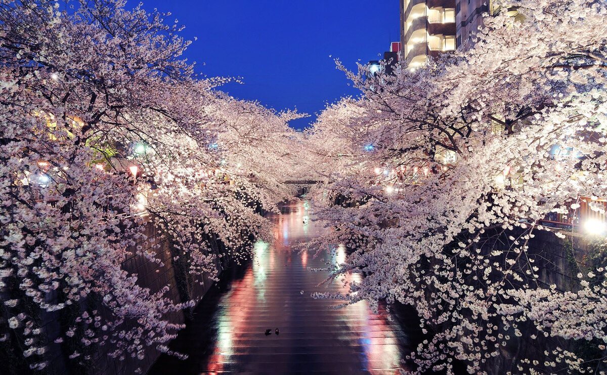 День цветения сакуры в японии
