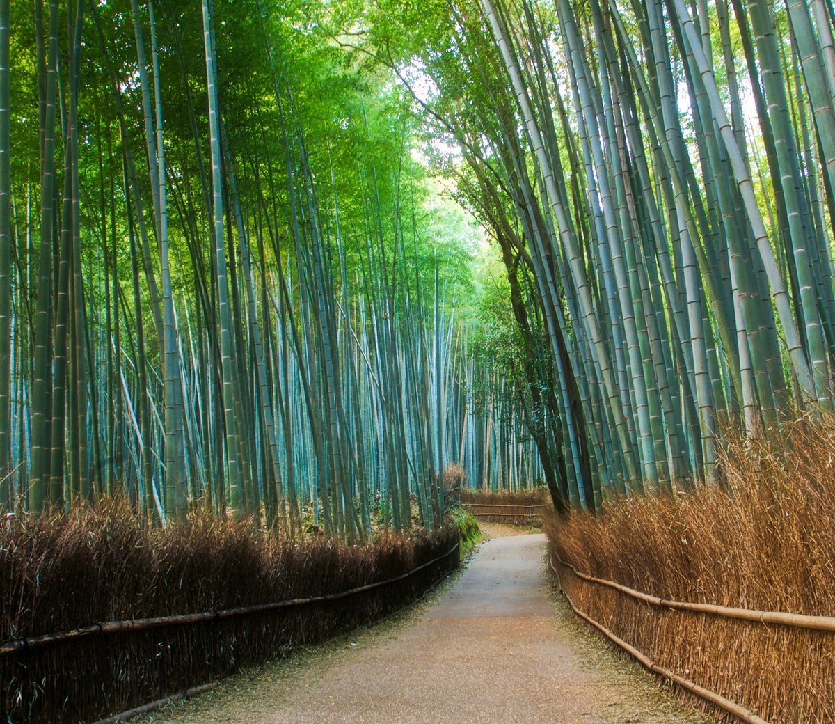 Самый большой лес в японии
