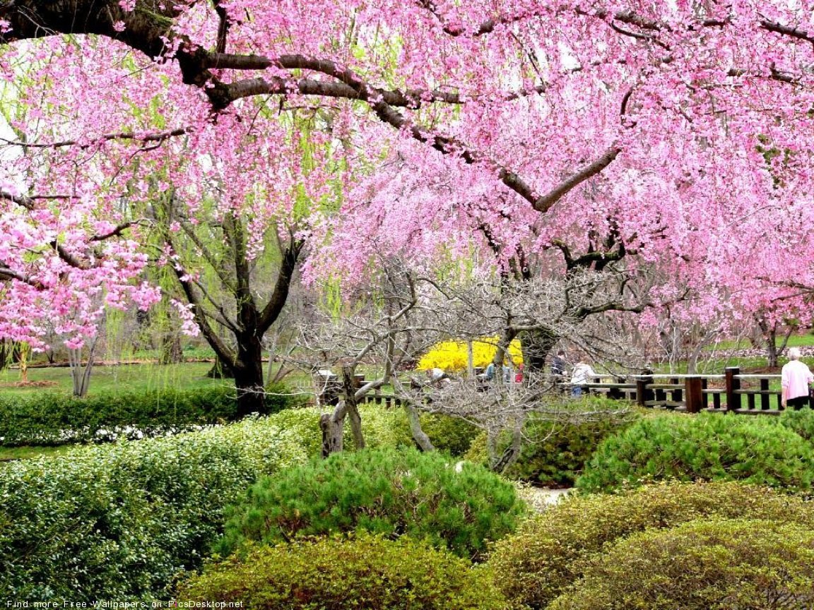 Цветущие деревья в японии весной